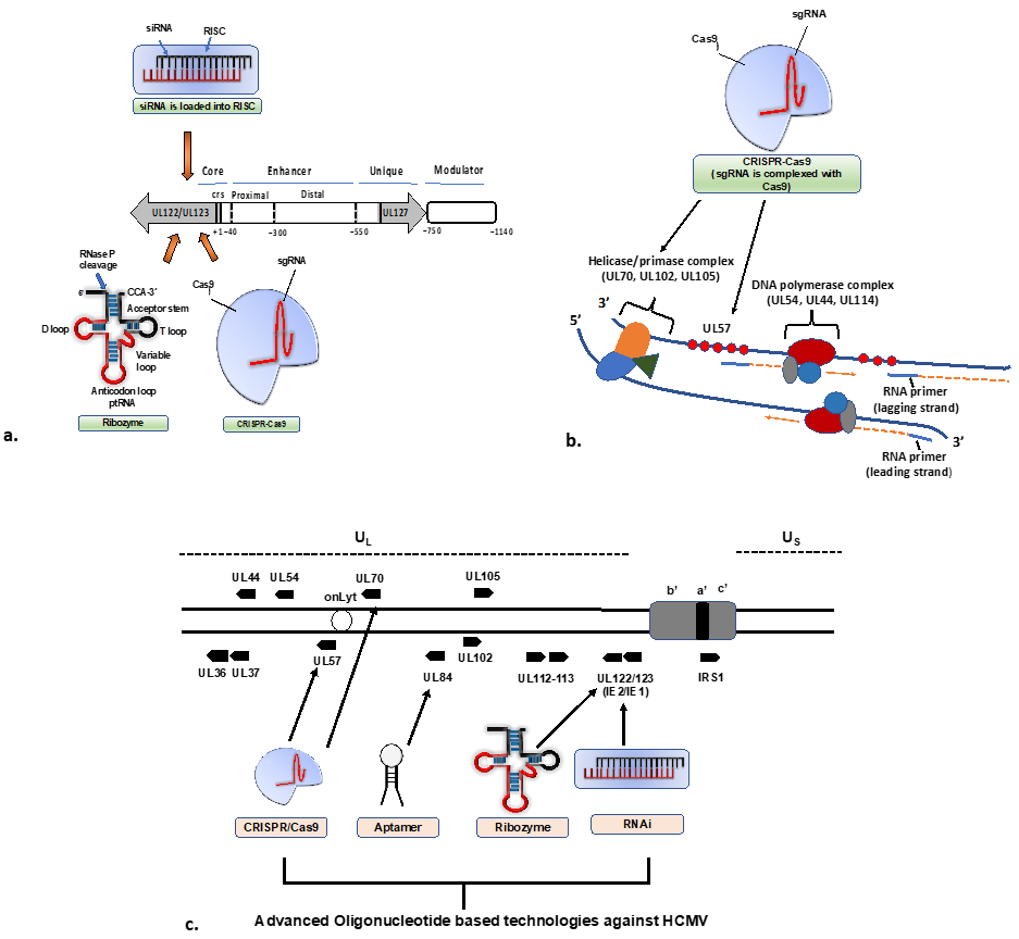 Viruses 15 01358 g002 Viruses 15 01358 g002