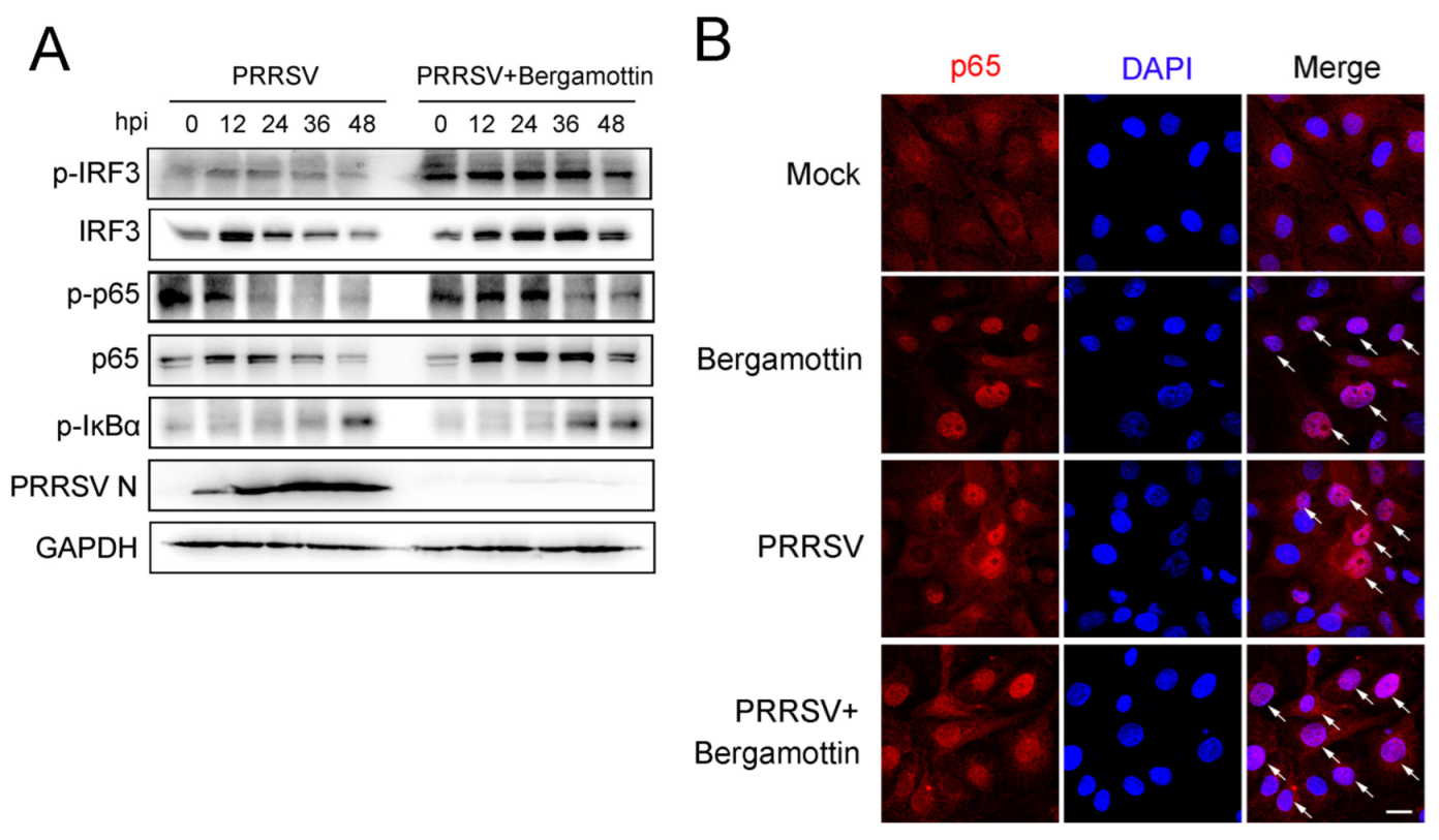 Viruses 15 01367 g003 Viruses 15 01367 g003
