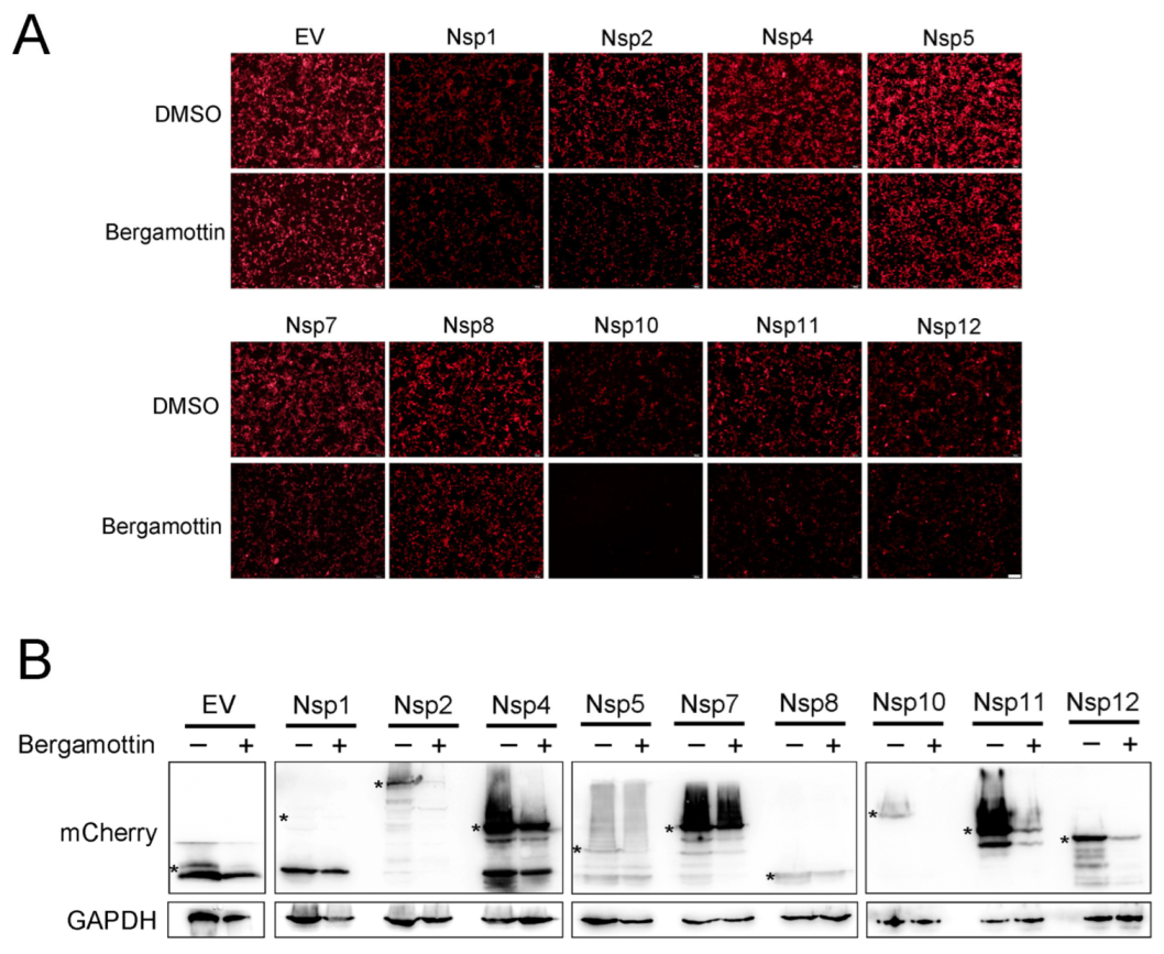 Viruses 15 01367 g006 Viruses 15 01367 g006