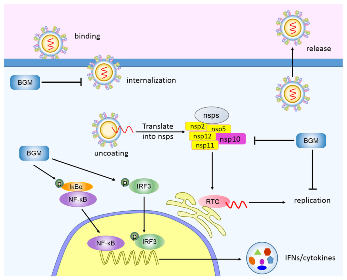 Viruses 15 01367 g007 Viruses 15 01367 g007