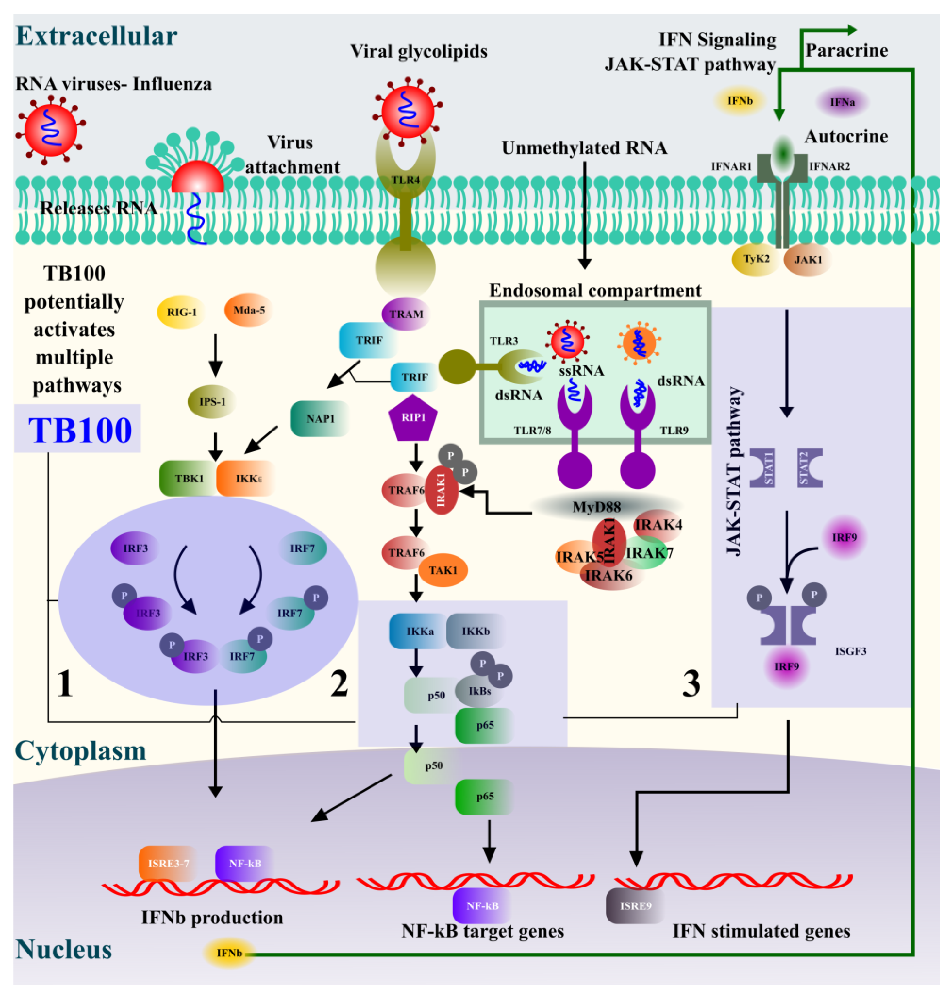 Viruses 15 01375 g006