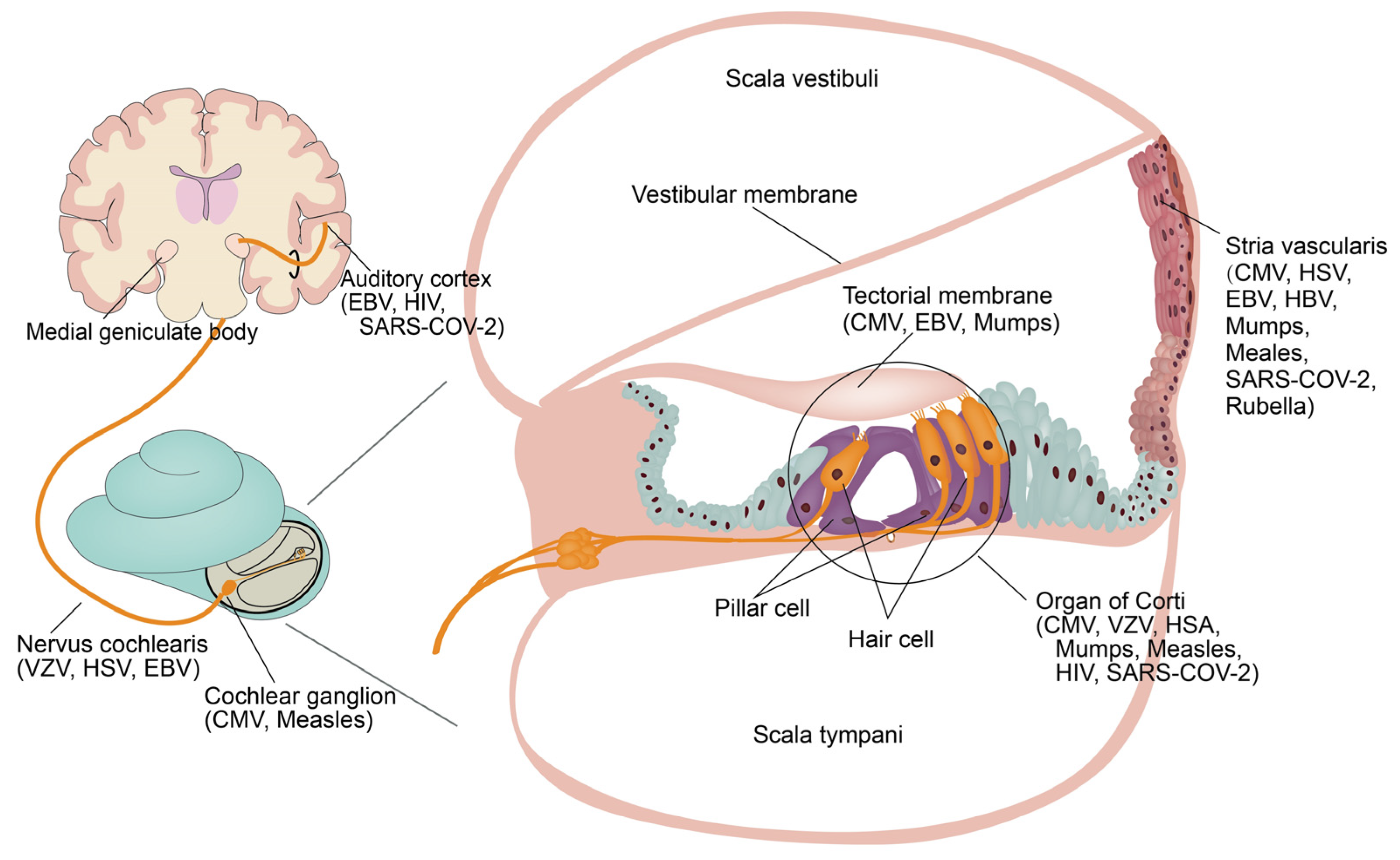 Viruses 15 01385 g001