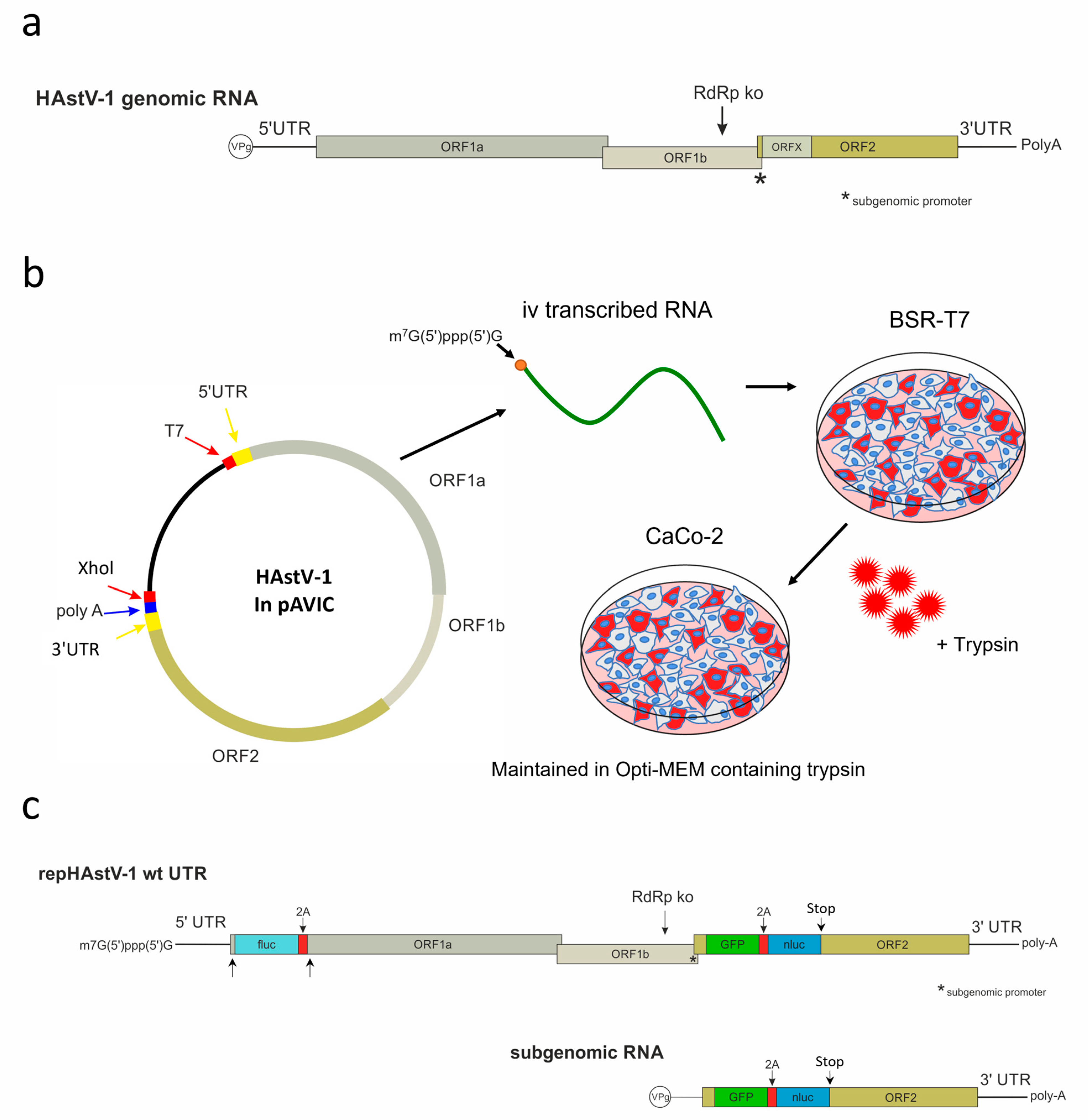 Viruses 15 01402 g001