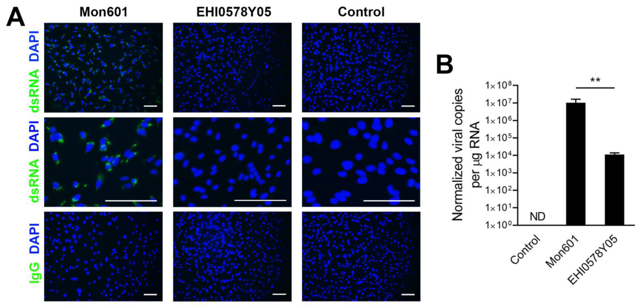 Viruses 15 01410 g003