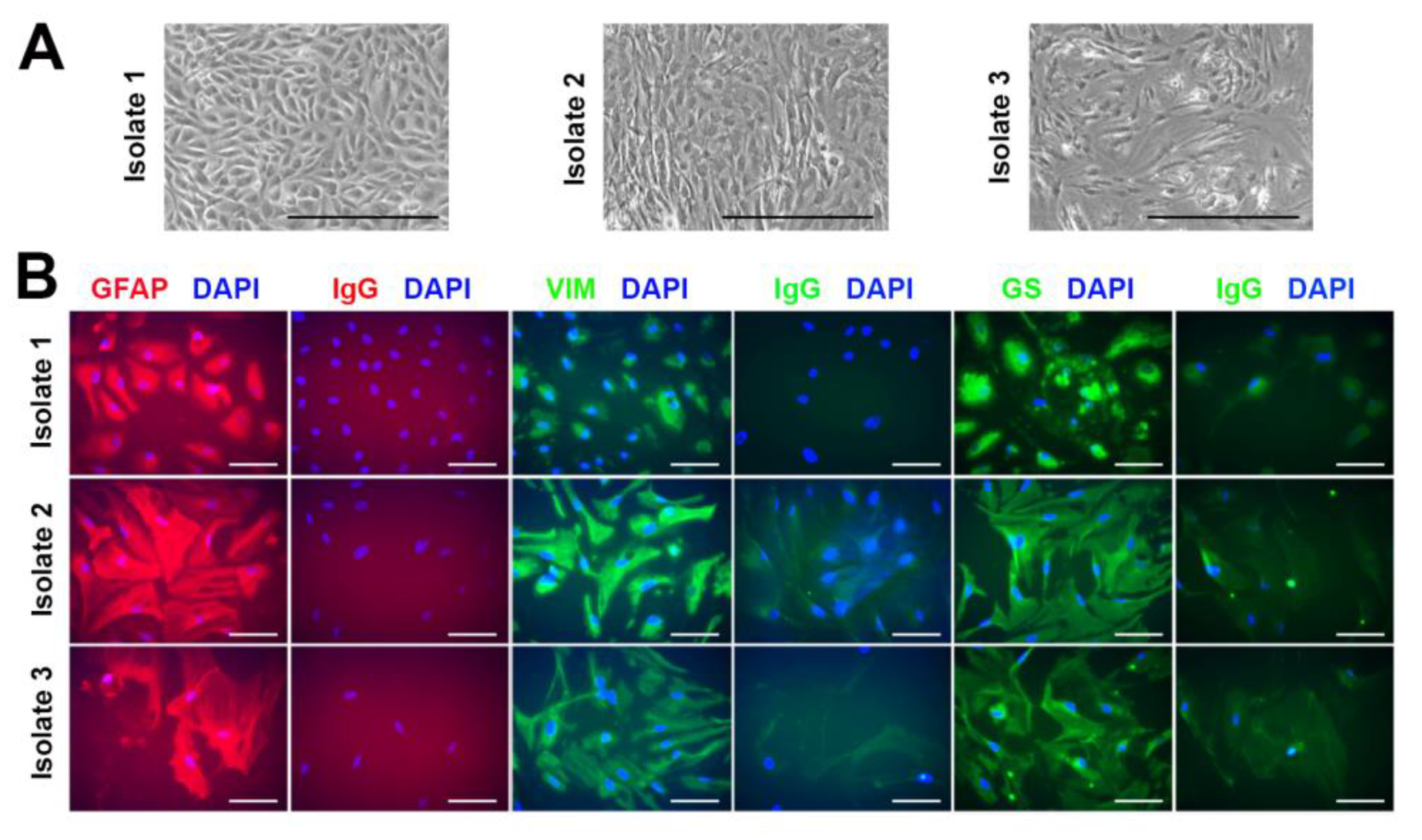 Viruses 15 01410 g005