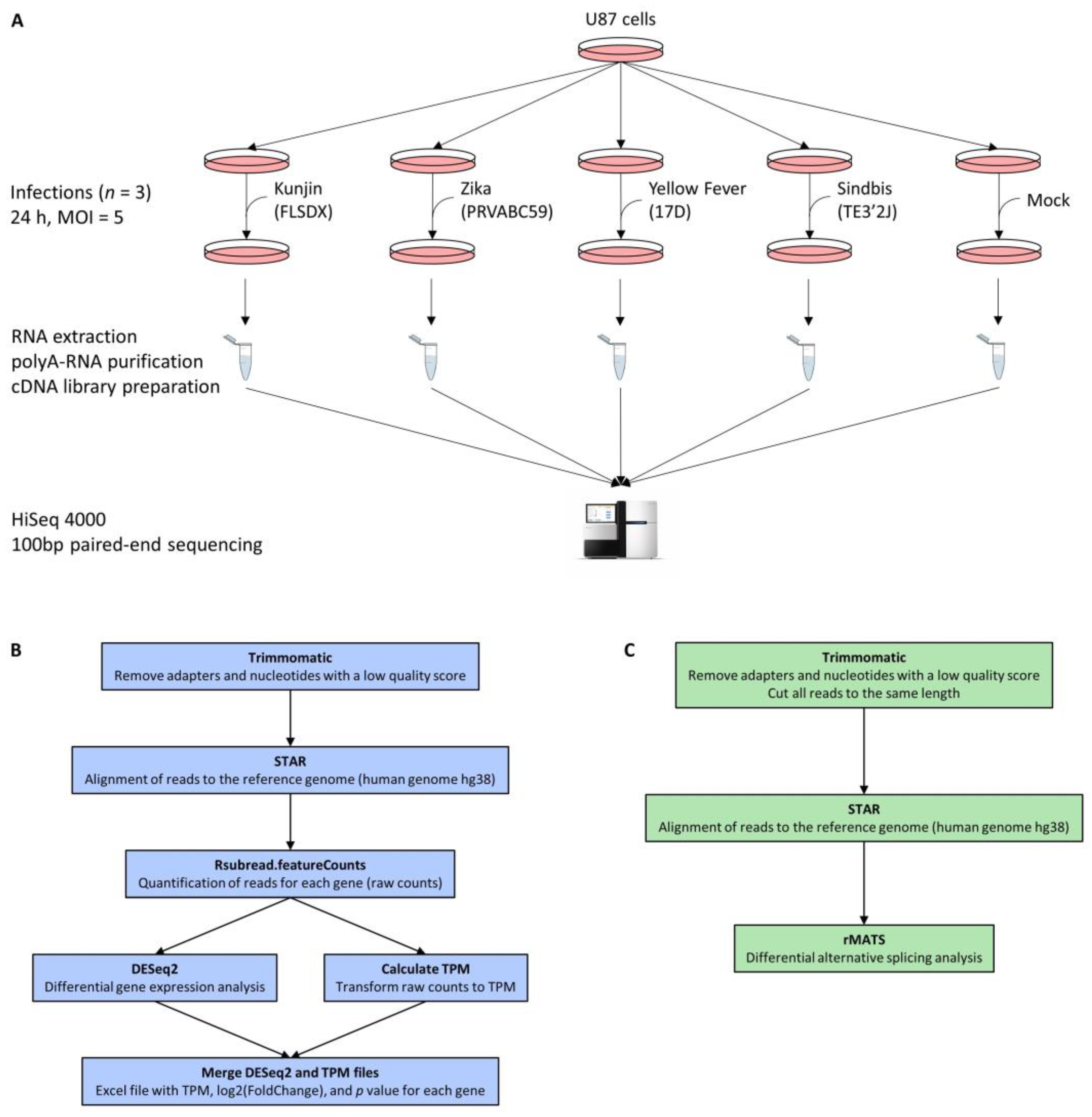 Viruses 15 01419 g001