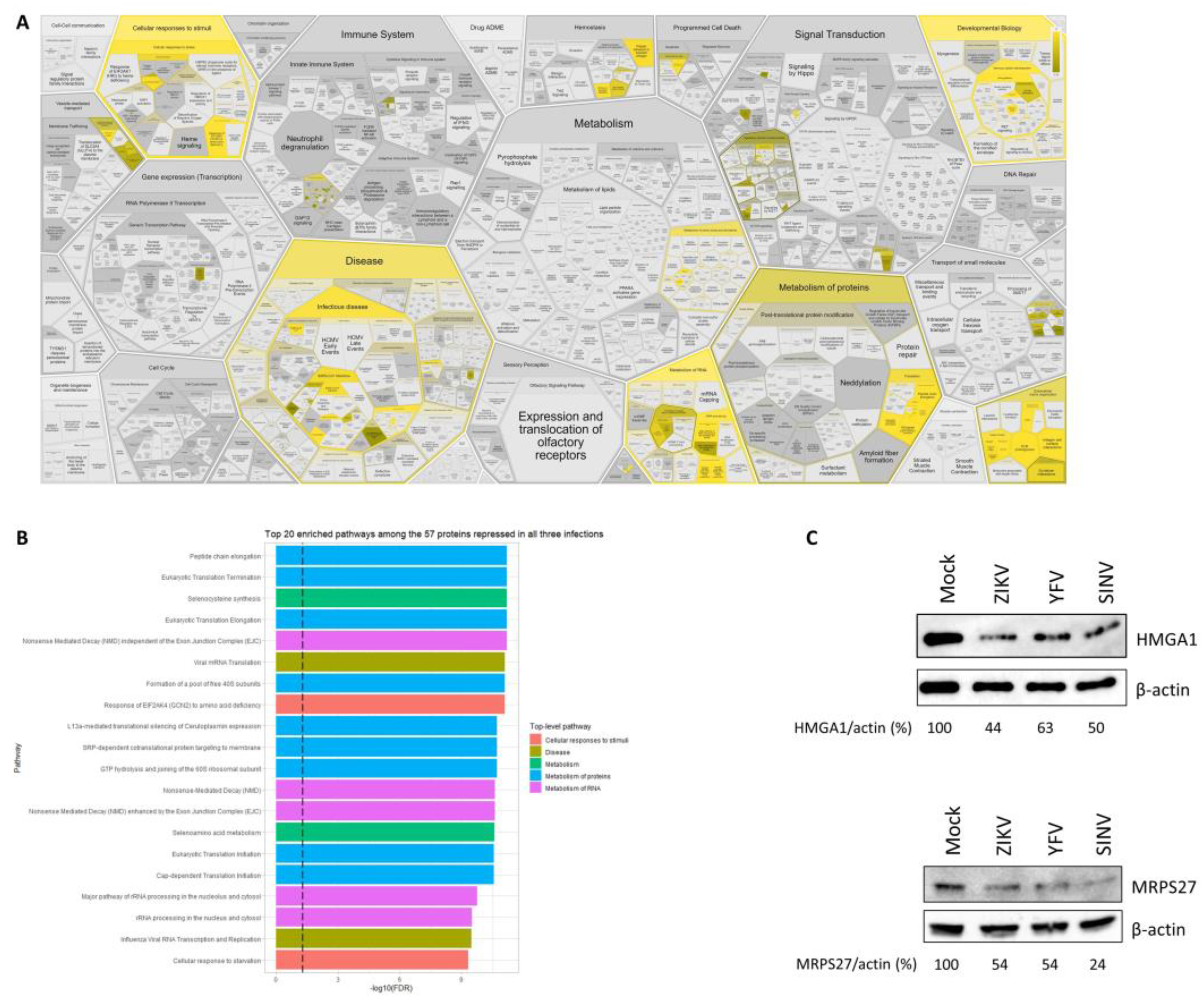 Viruses 15 01419 g007