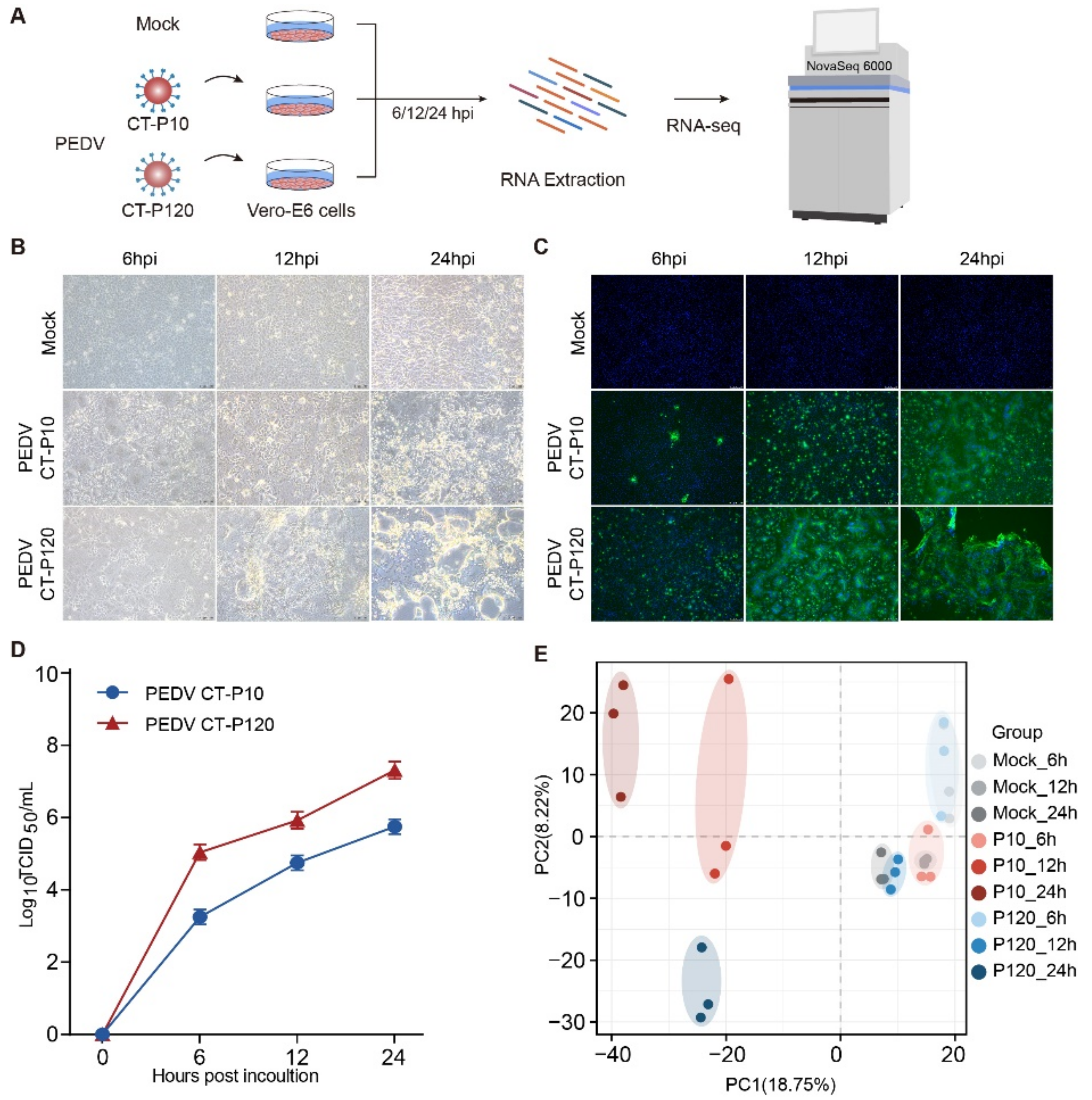 Viruses 15 01426 g001