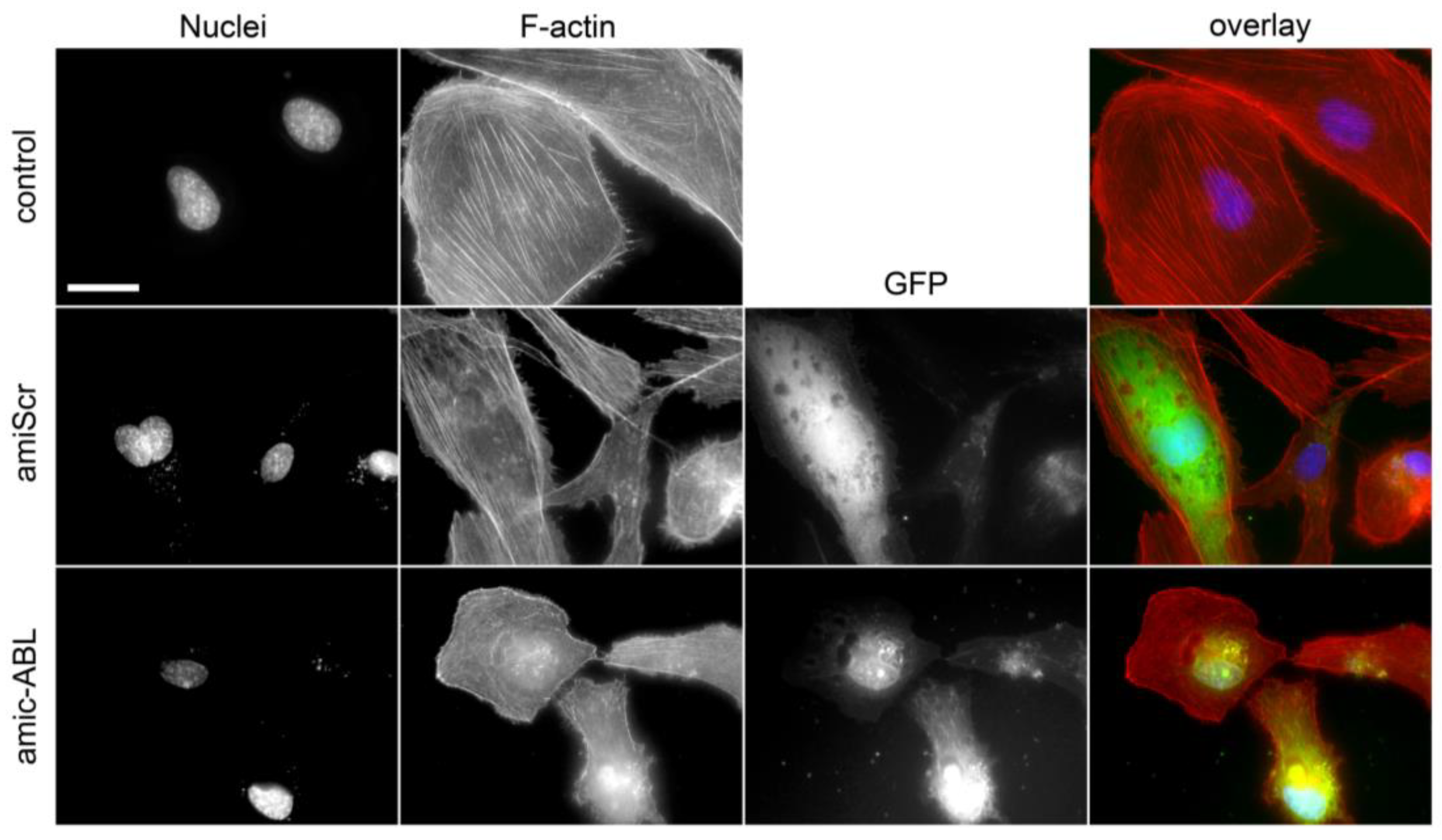 Viruses 15 01437 g004