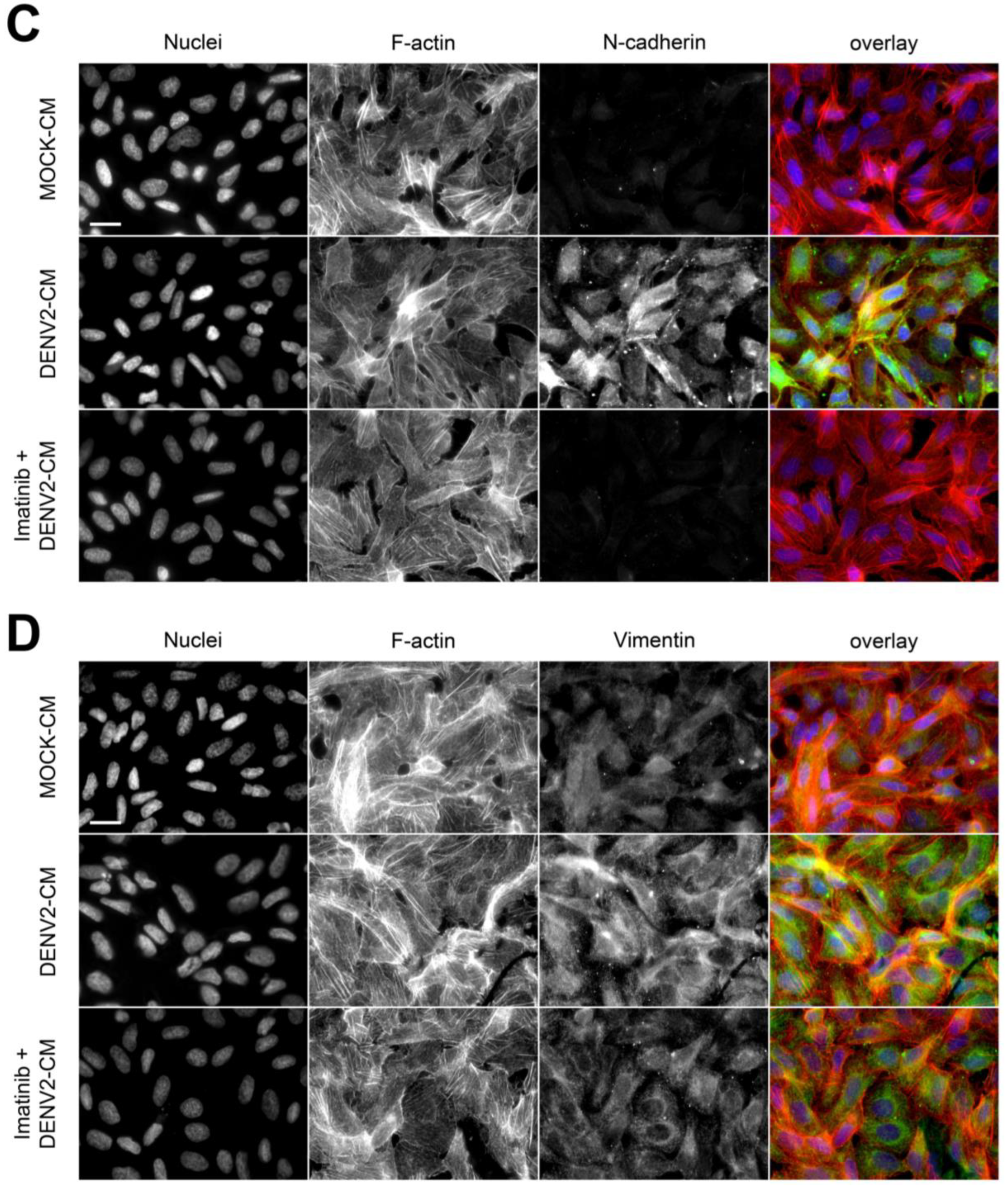 Viruses 15 01437 g005b