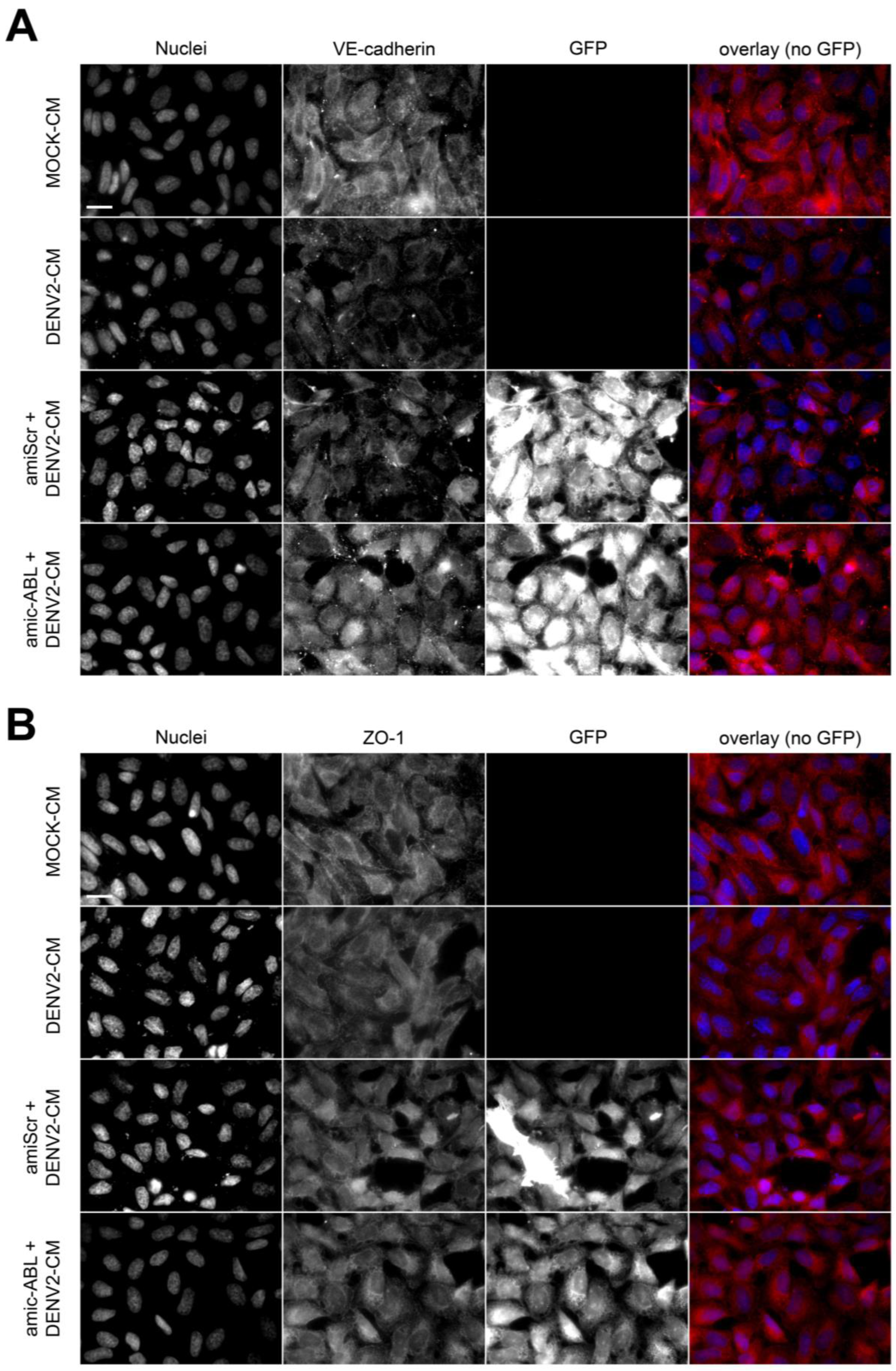 Viruses 15 01437 g006a