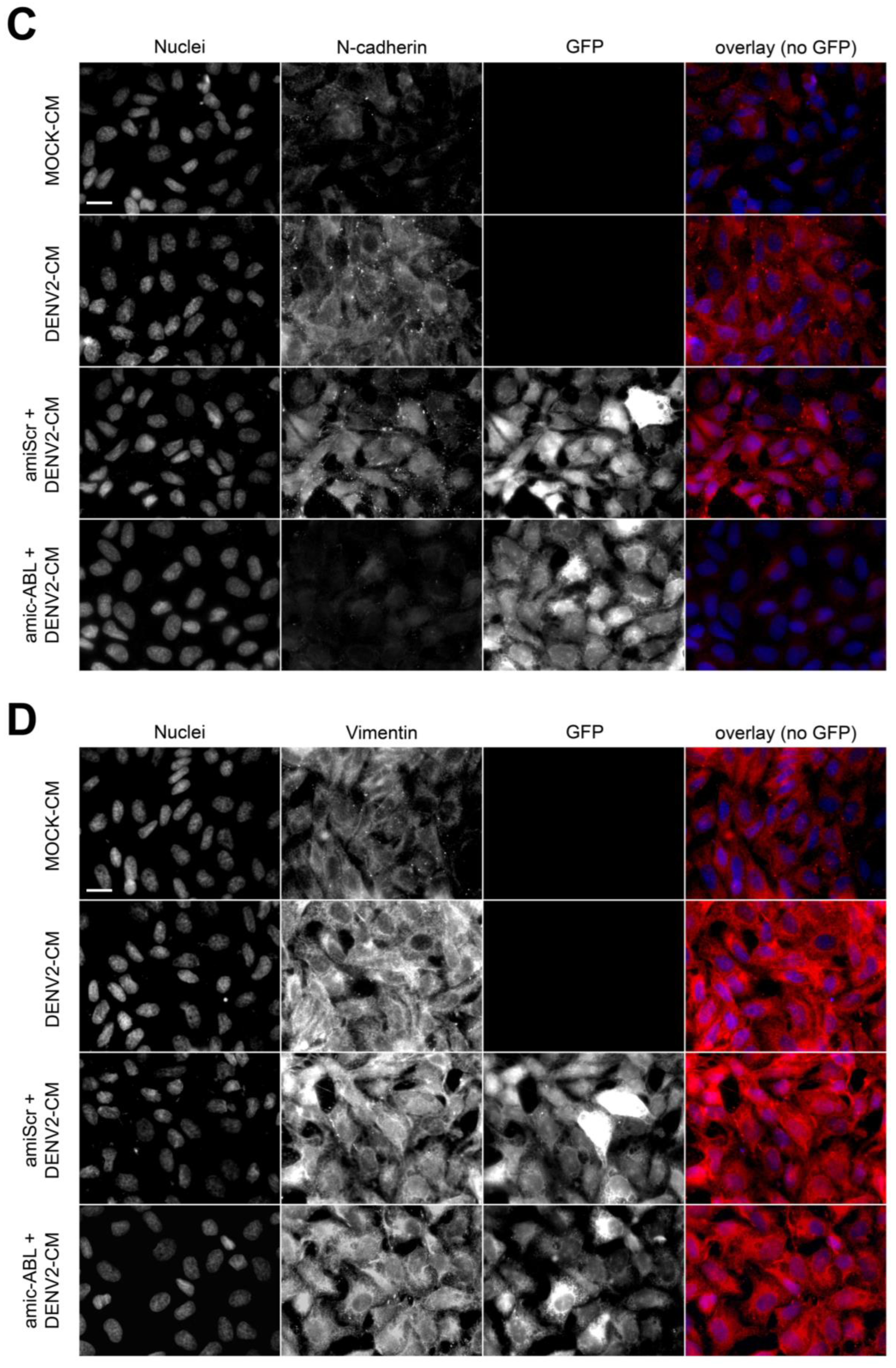 Viruses 15 01437 g006b