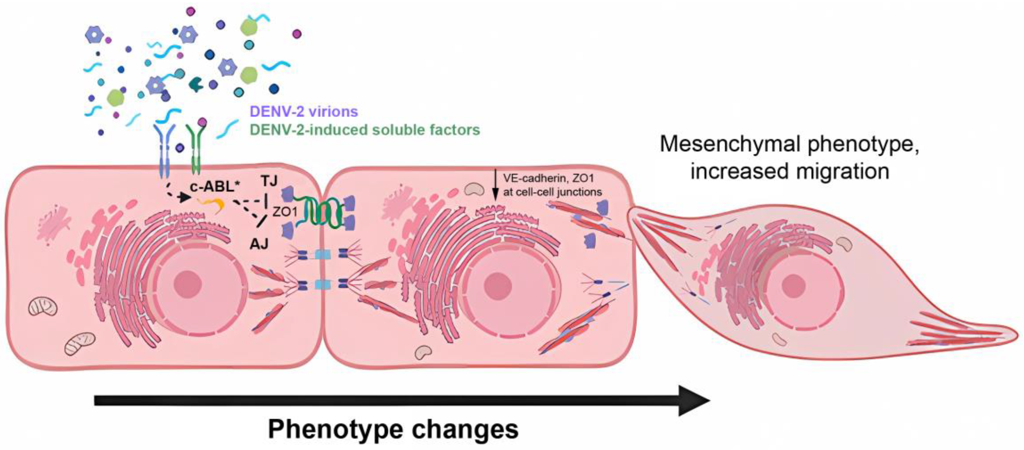 Viruses 15 01437 g008