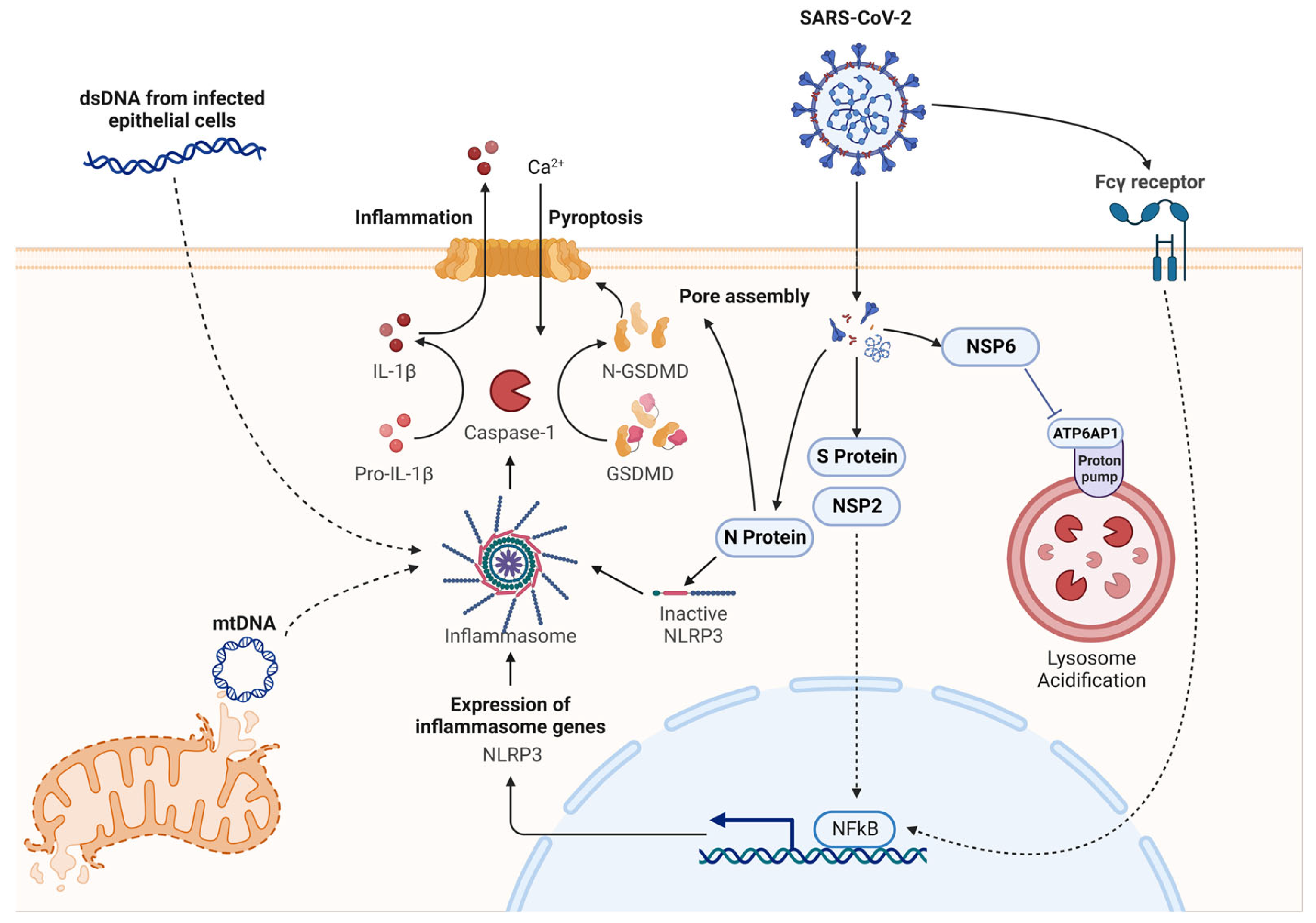 Viruses 15 01451 g003