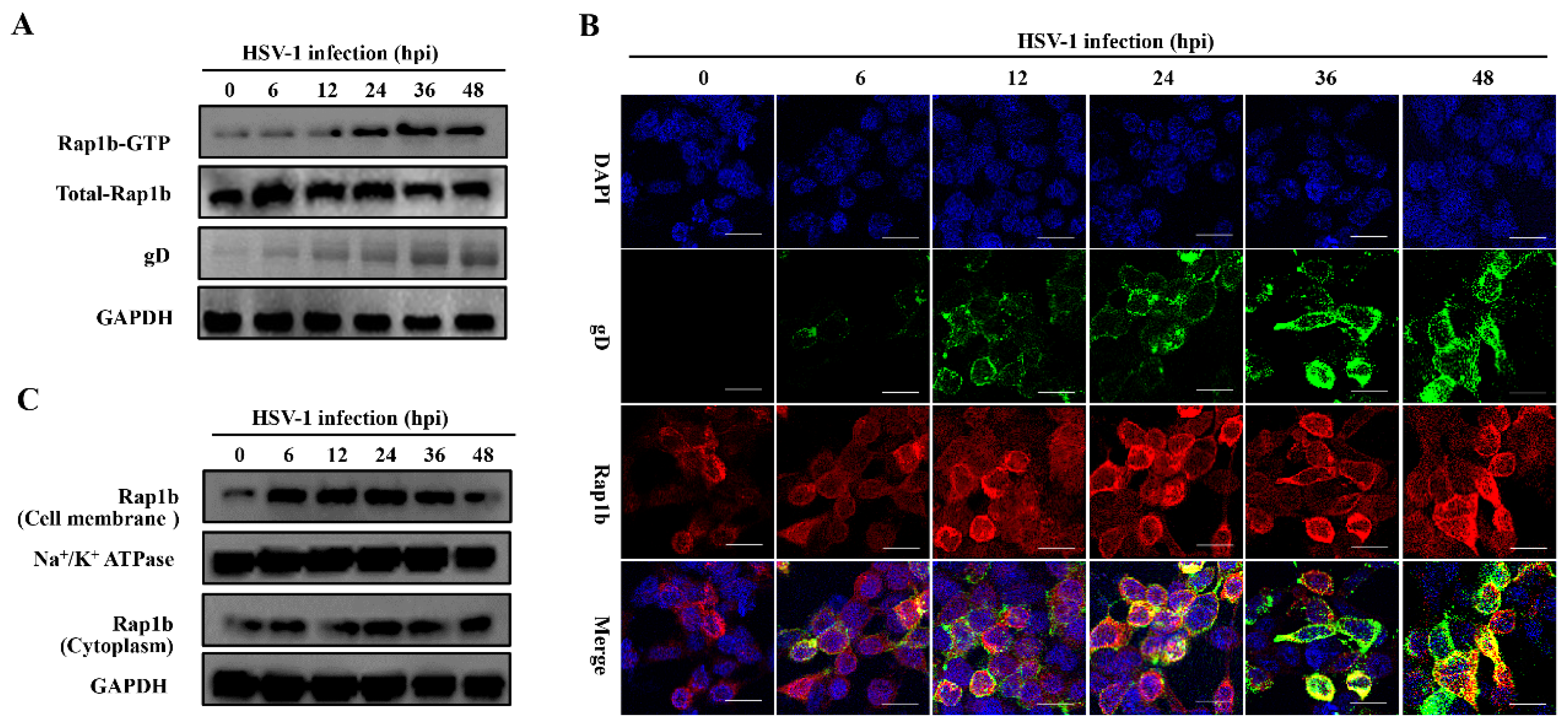 Viruses 15 01457 g001