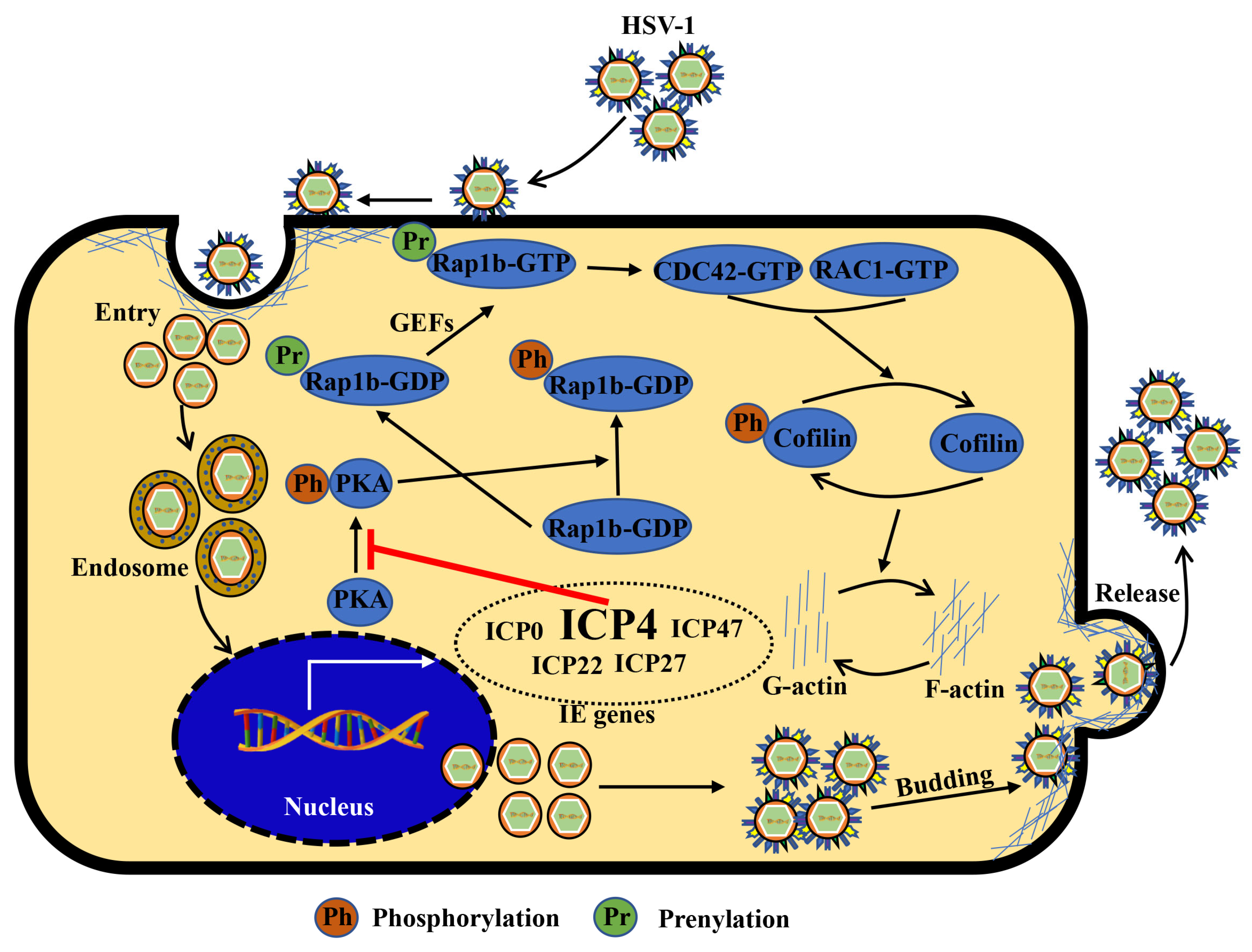 Viruses 15 01457 g006