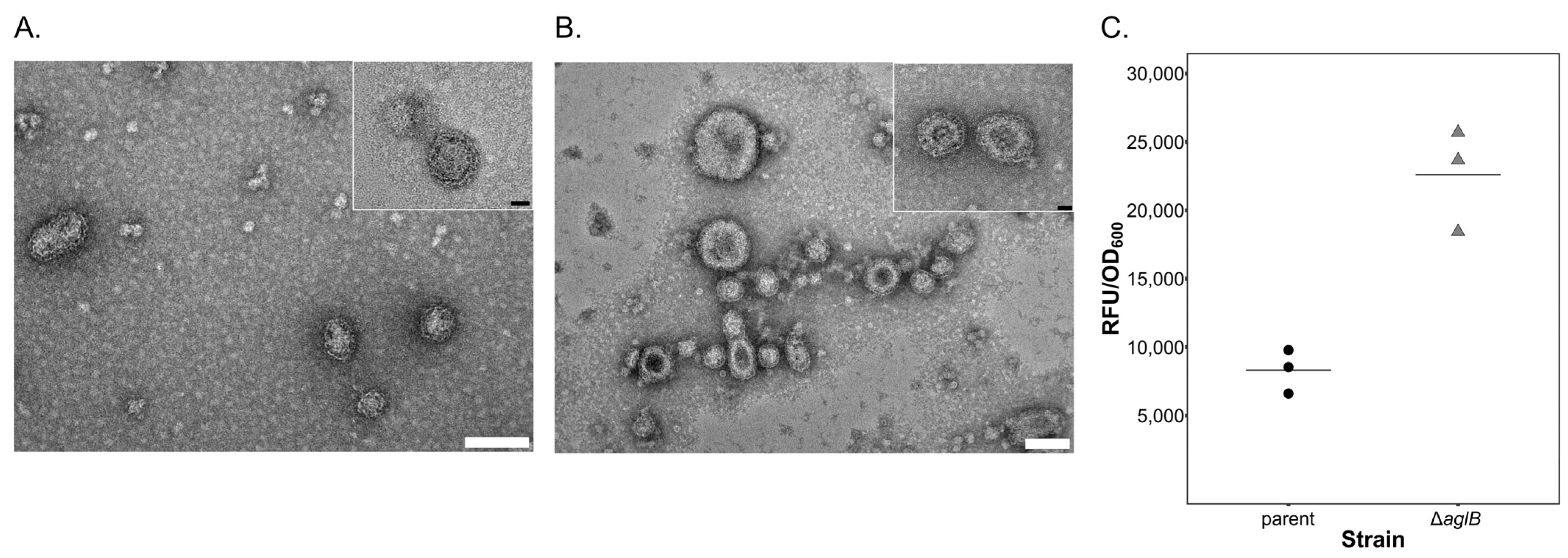 Viruses 15 01469 g002