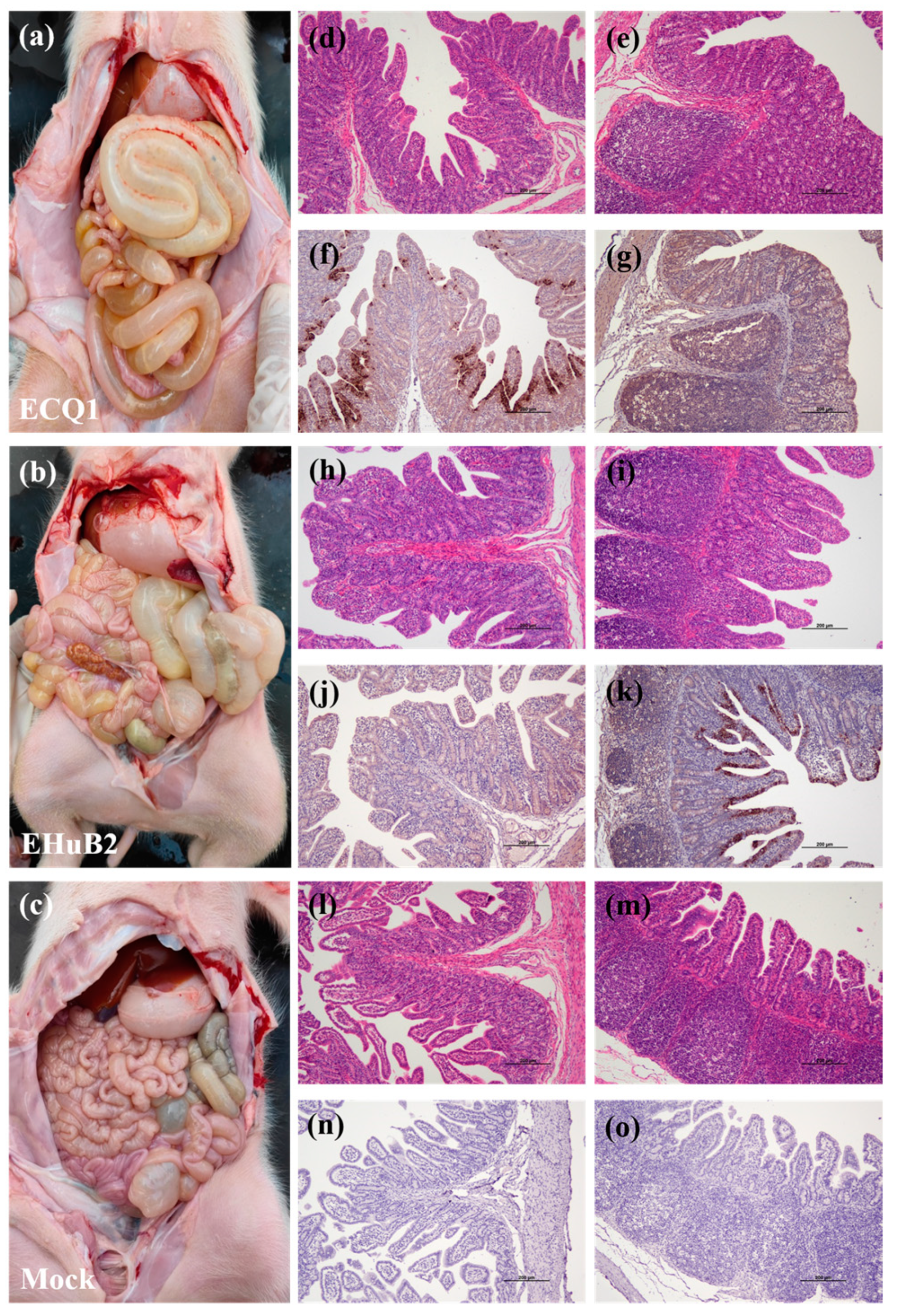 Viruses 15 01492 g006