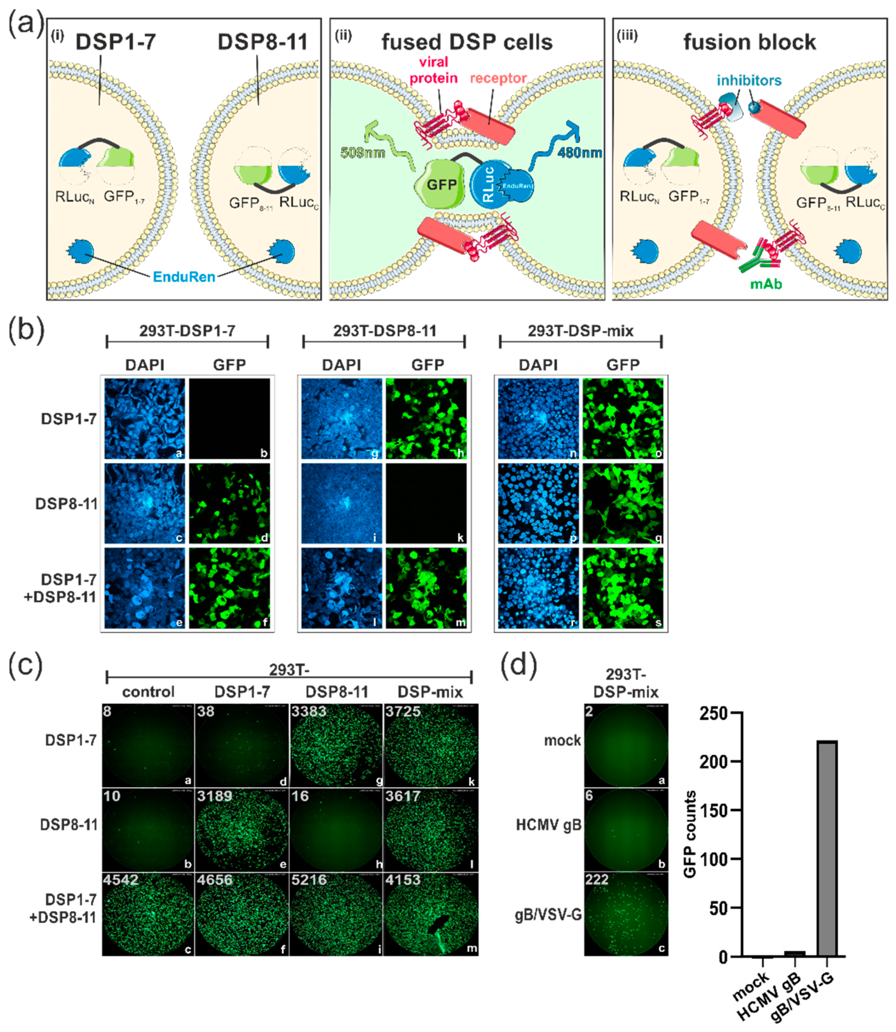 Viruses 15 01500 g001