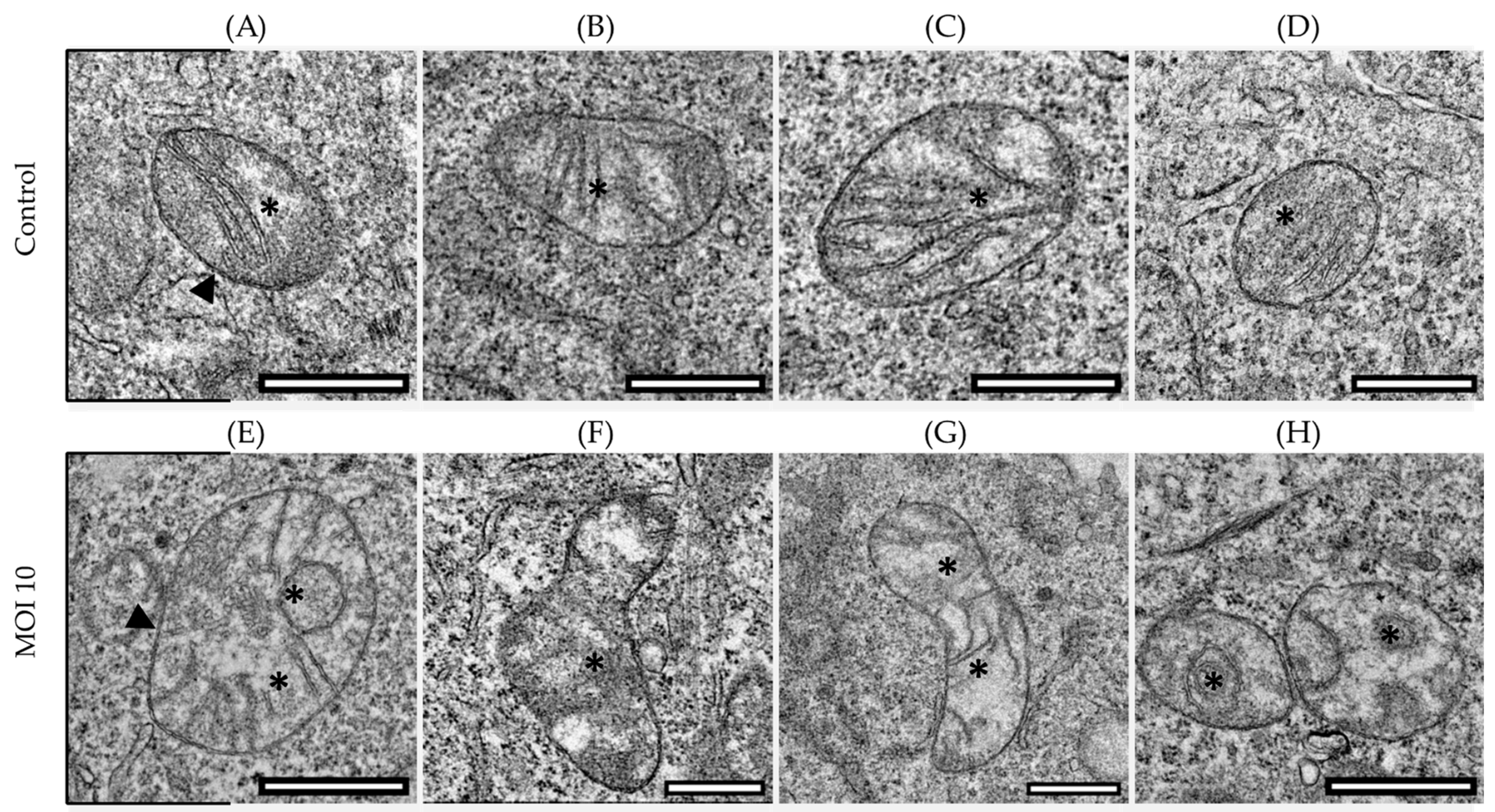 Viruses 15 01518 g001