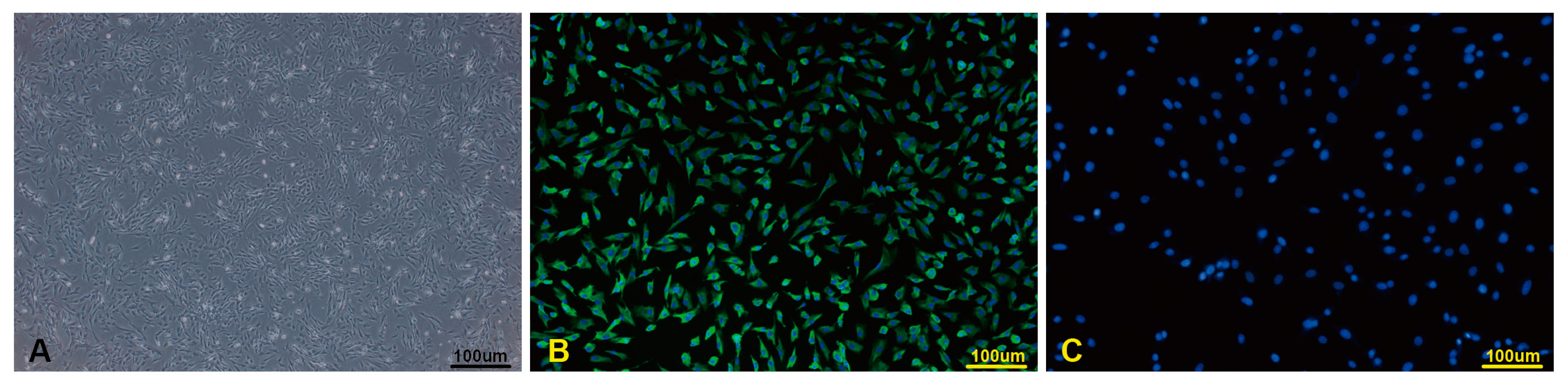 Viruses 15 01523 g001