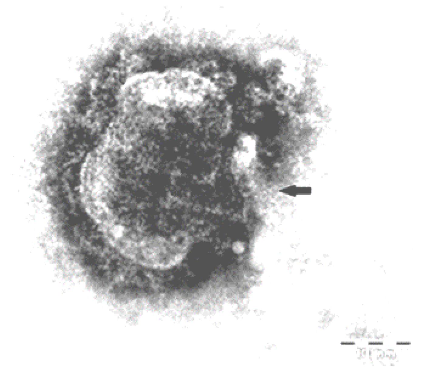 Viruses 15 01536 g003 Viruses 15 01536 g003