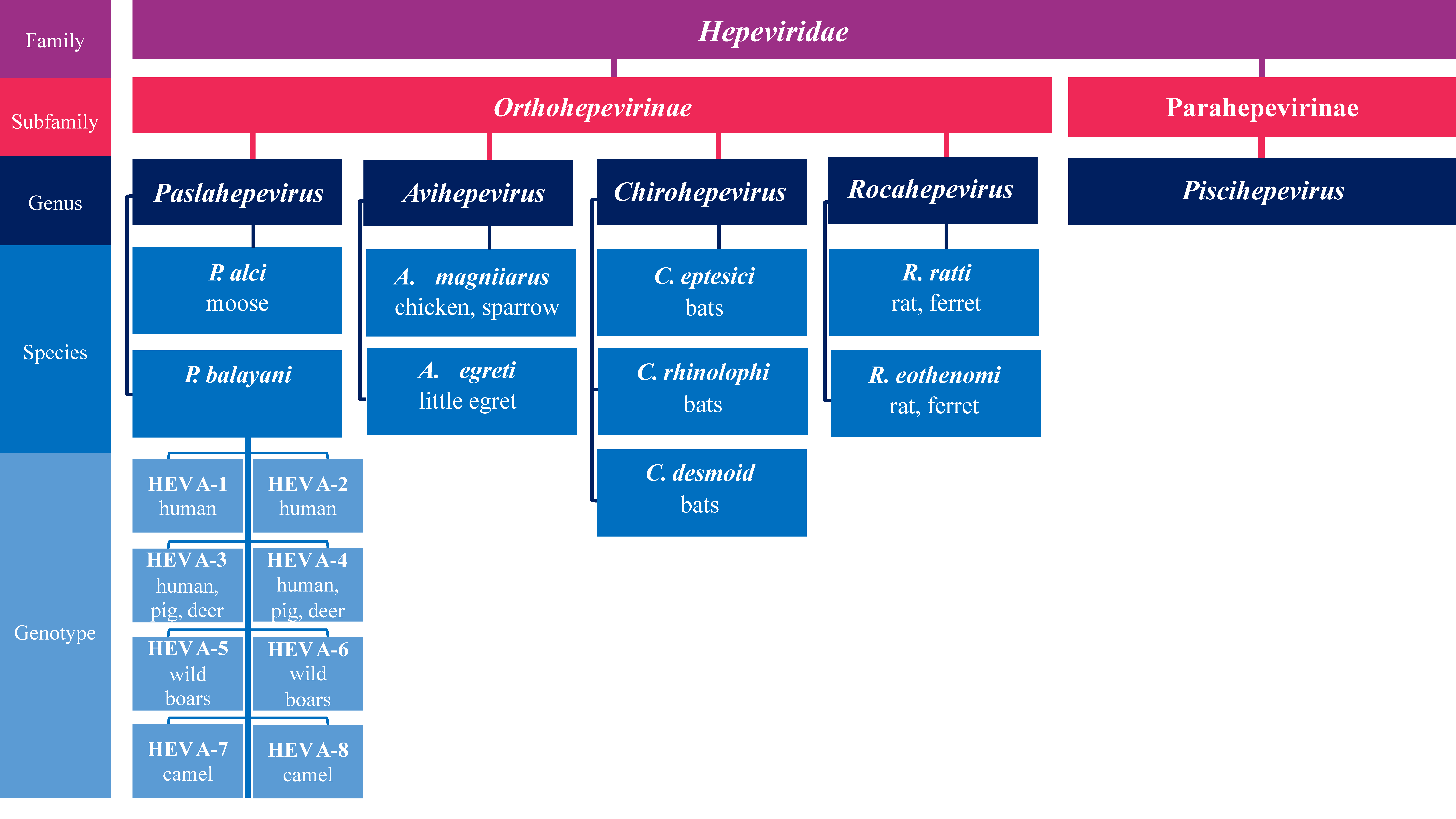 The Re-Emergence of Hepatitis E Virus in Europe and Vaccine Development ...