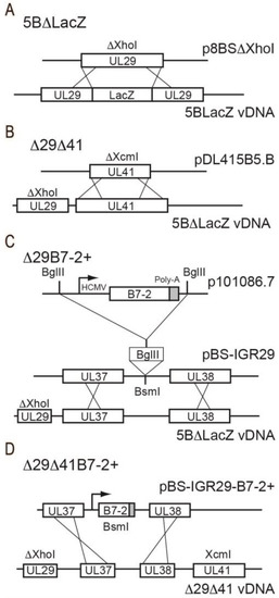 Viruses 15 01570 g001