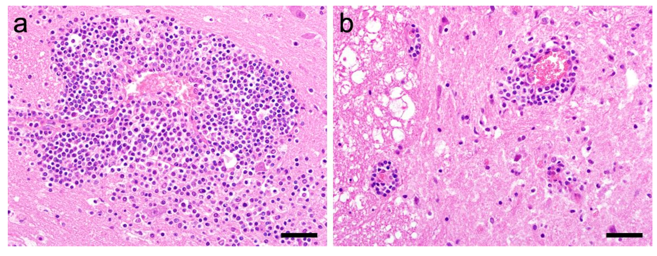 Viruses 15 01621 g002