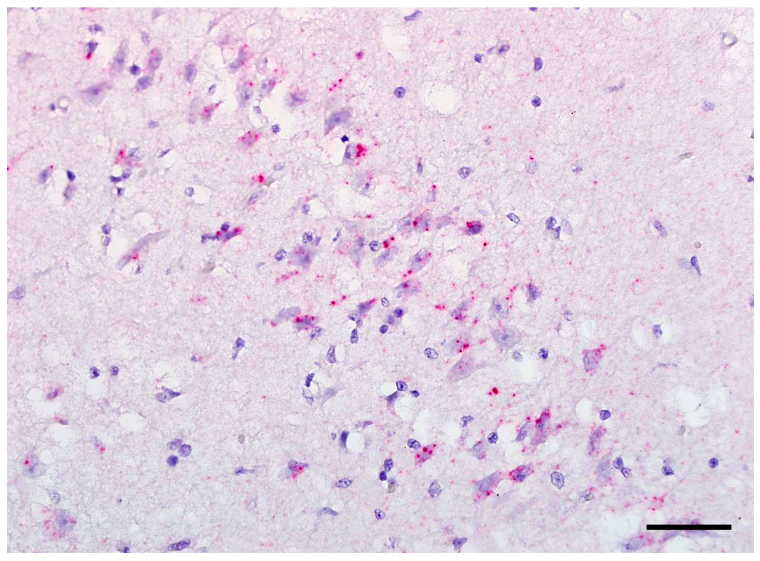 Viruses 15 01621 g004