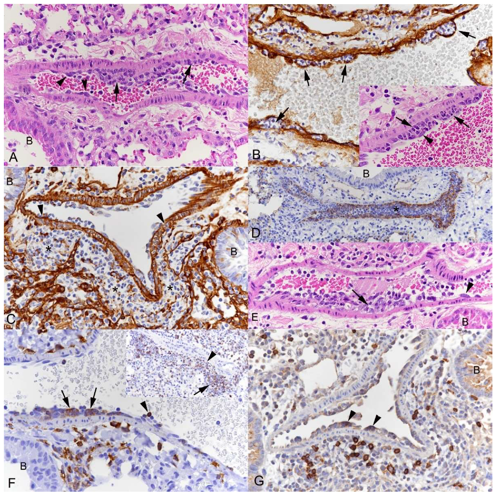 Viruses 15 01637 g002