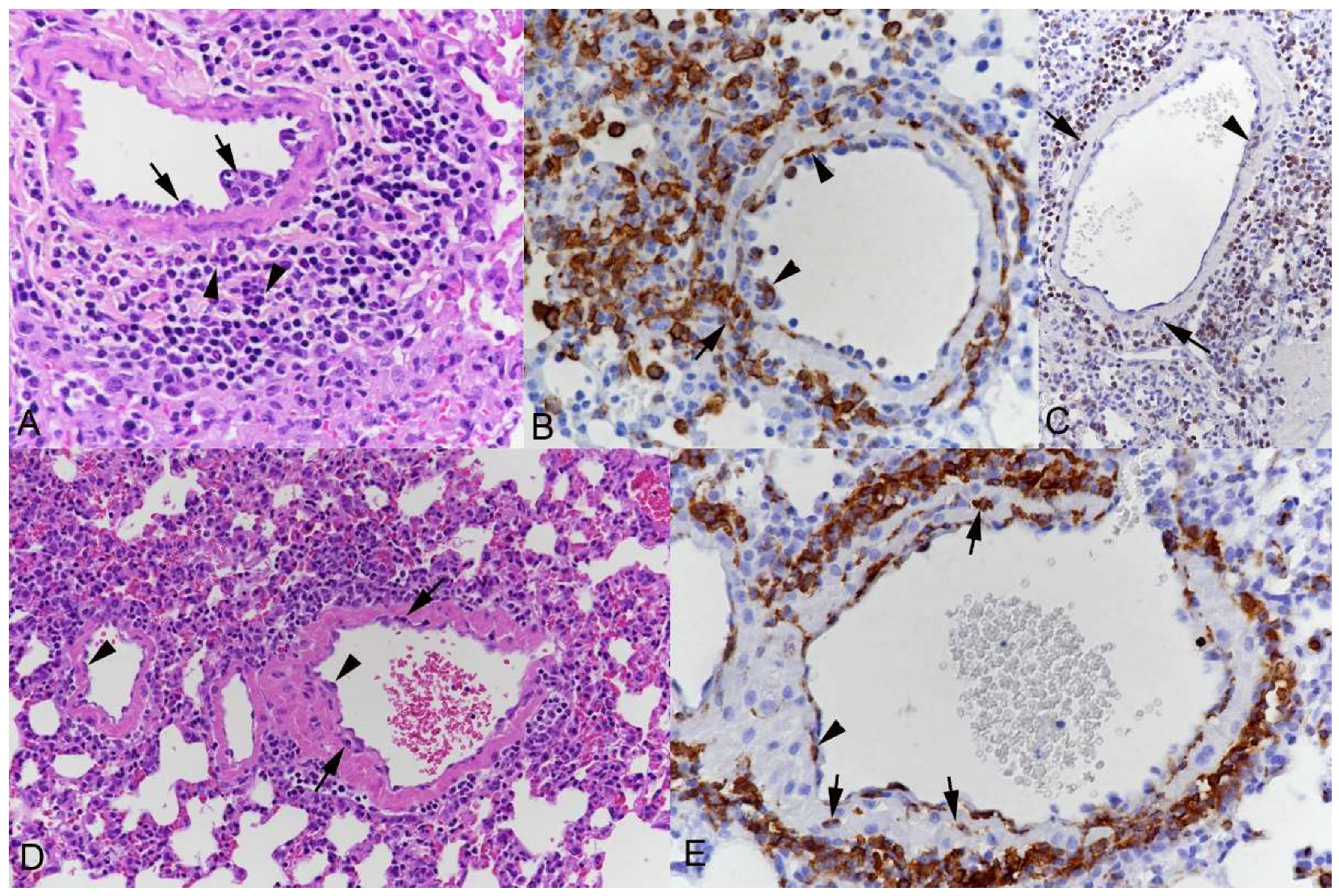 Viruses 15 01637 g003