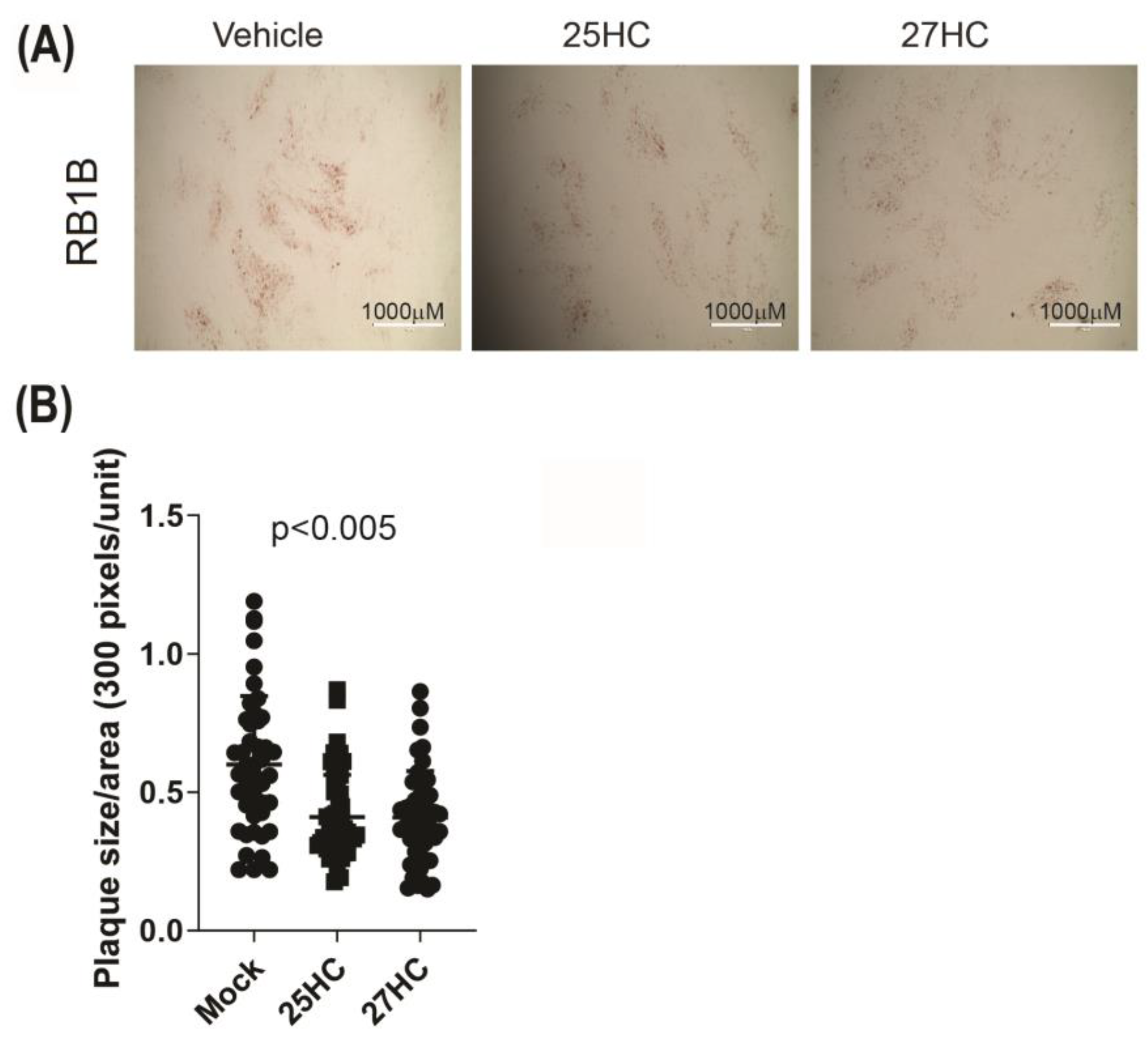 Viruses 15 01652 g005