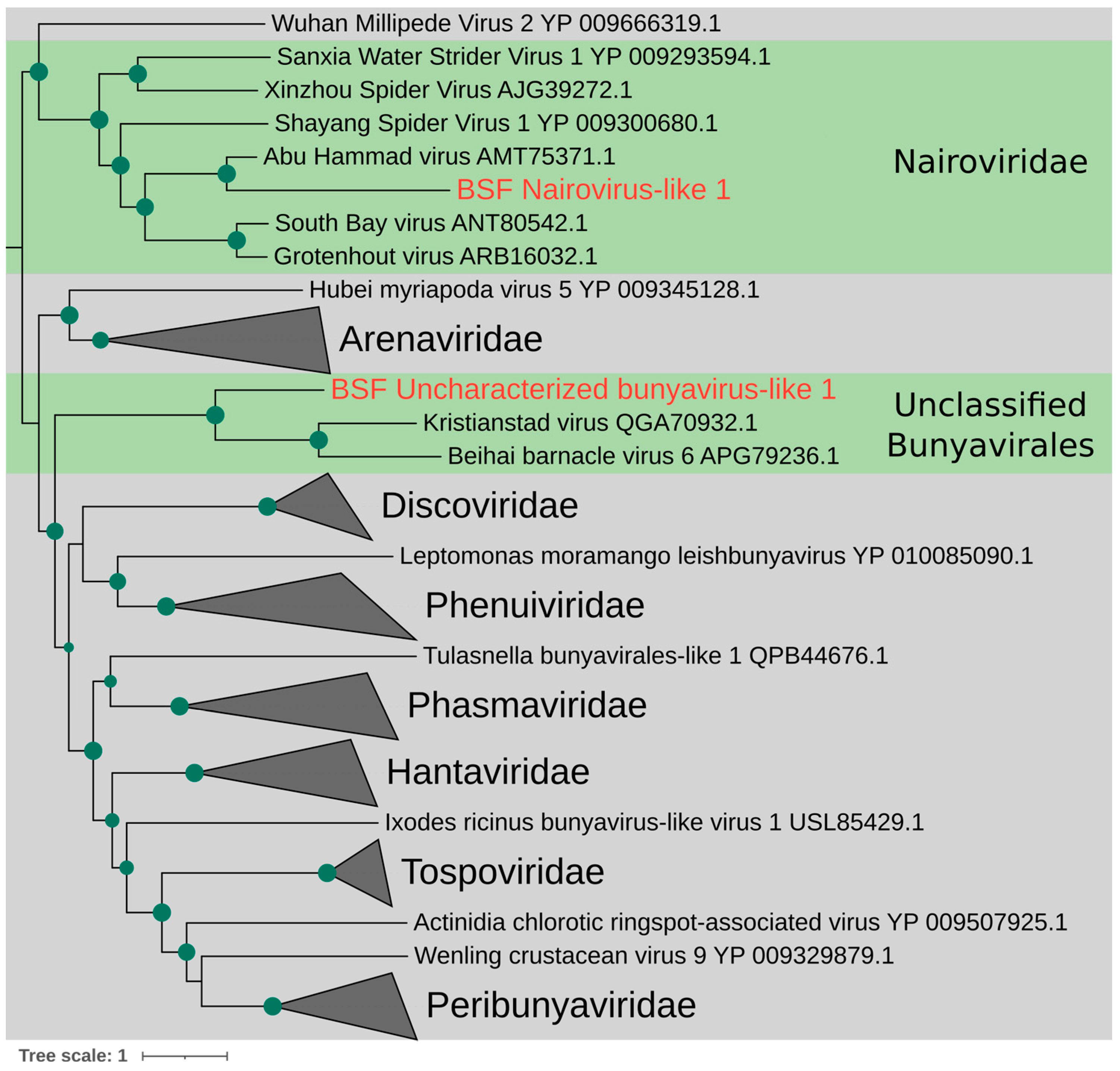 Viruses 15 01654 g001