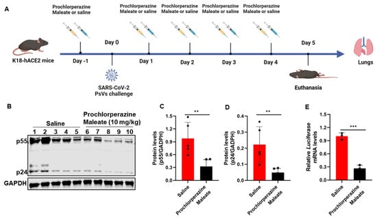 Viruses 15 01666 g005