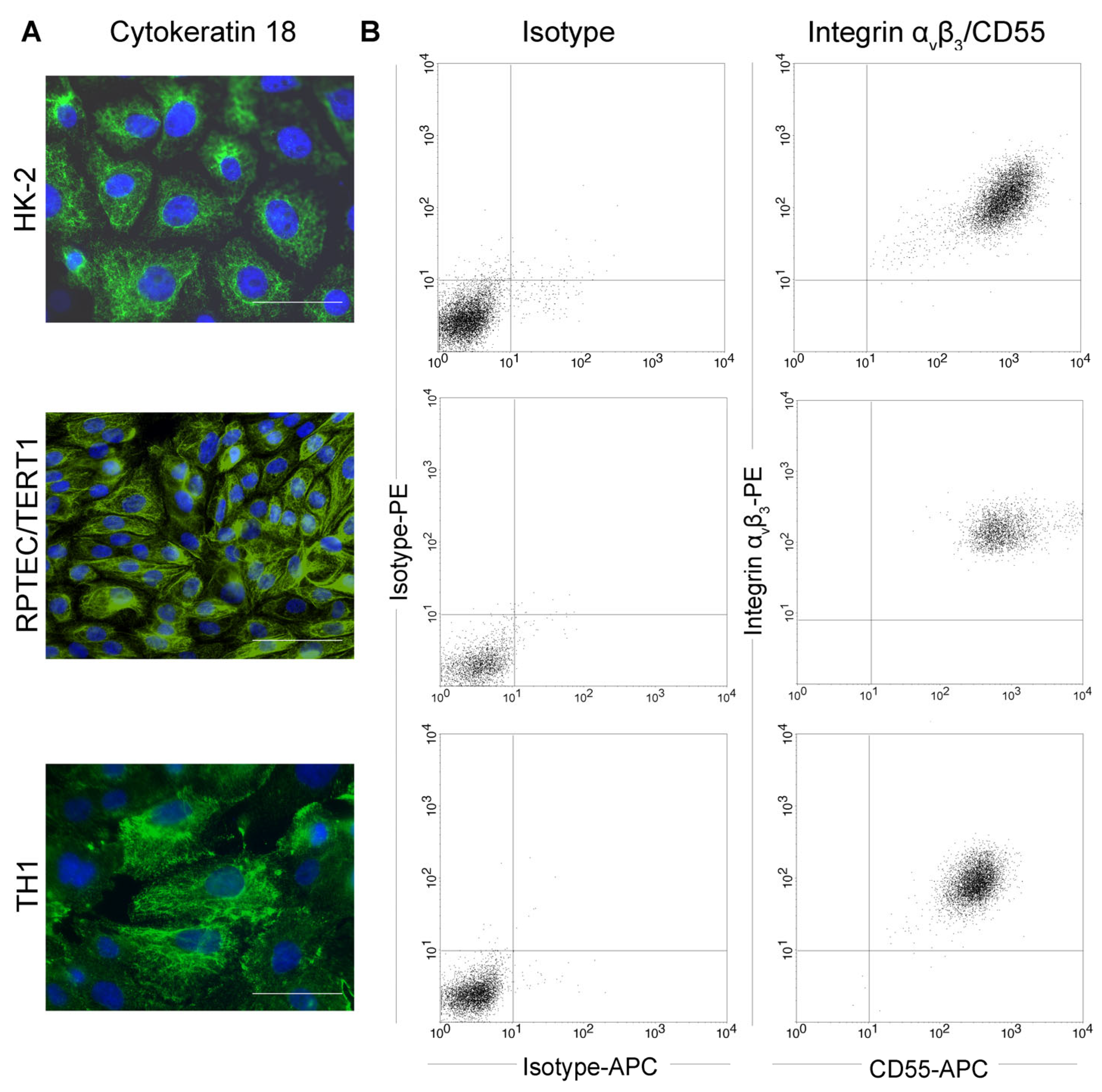 Viruses 15 01670 g001