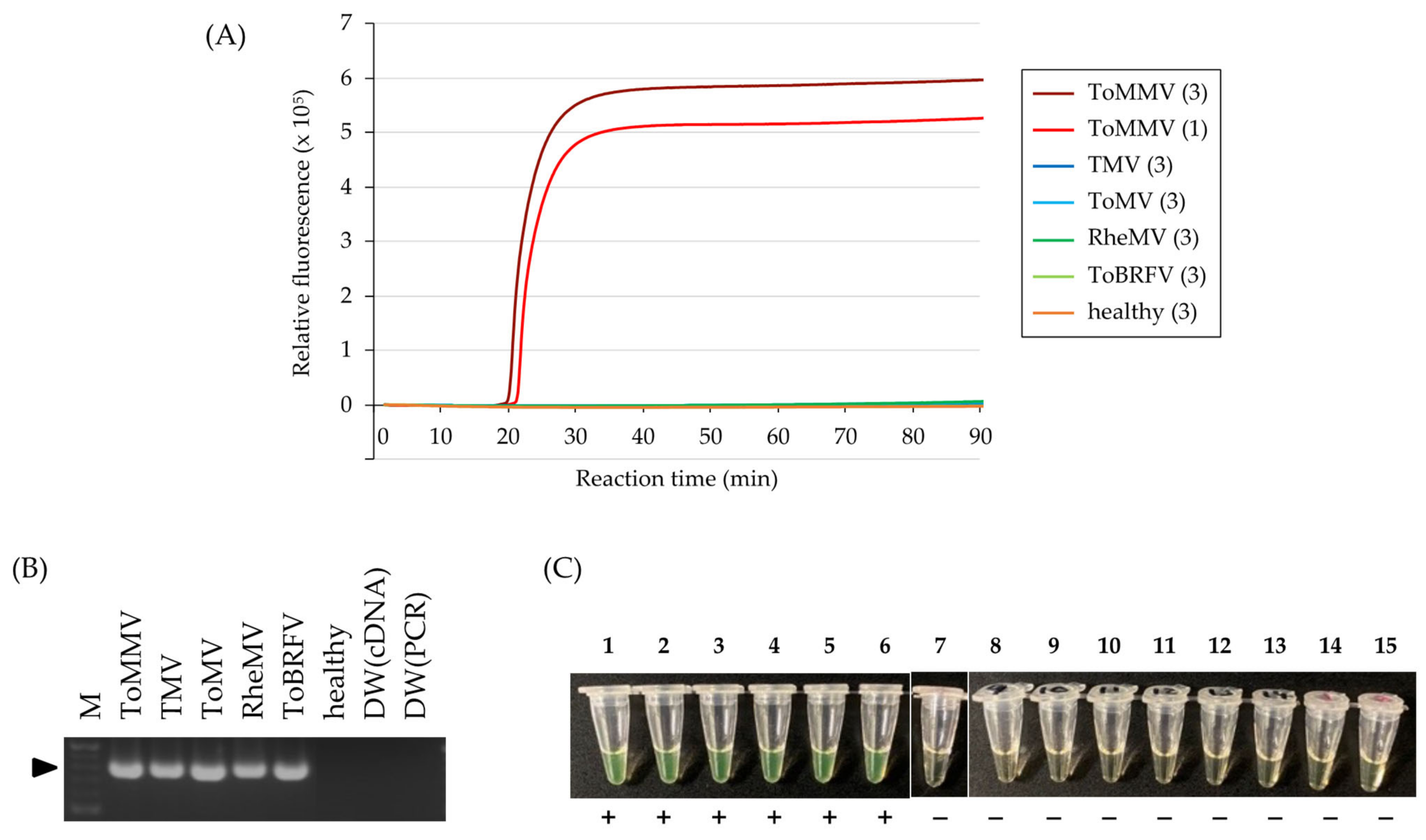 Viruses 15 01688 g005