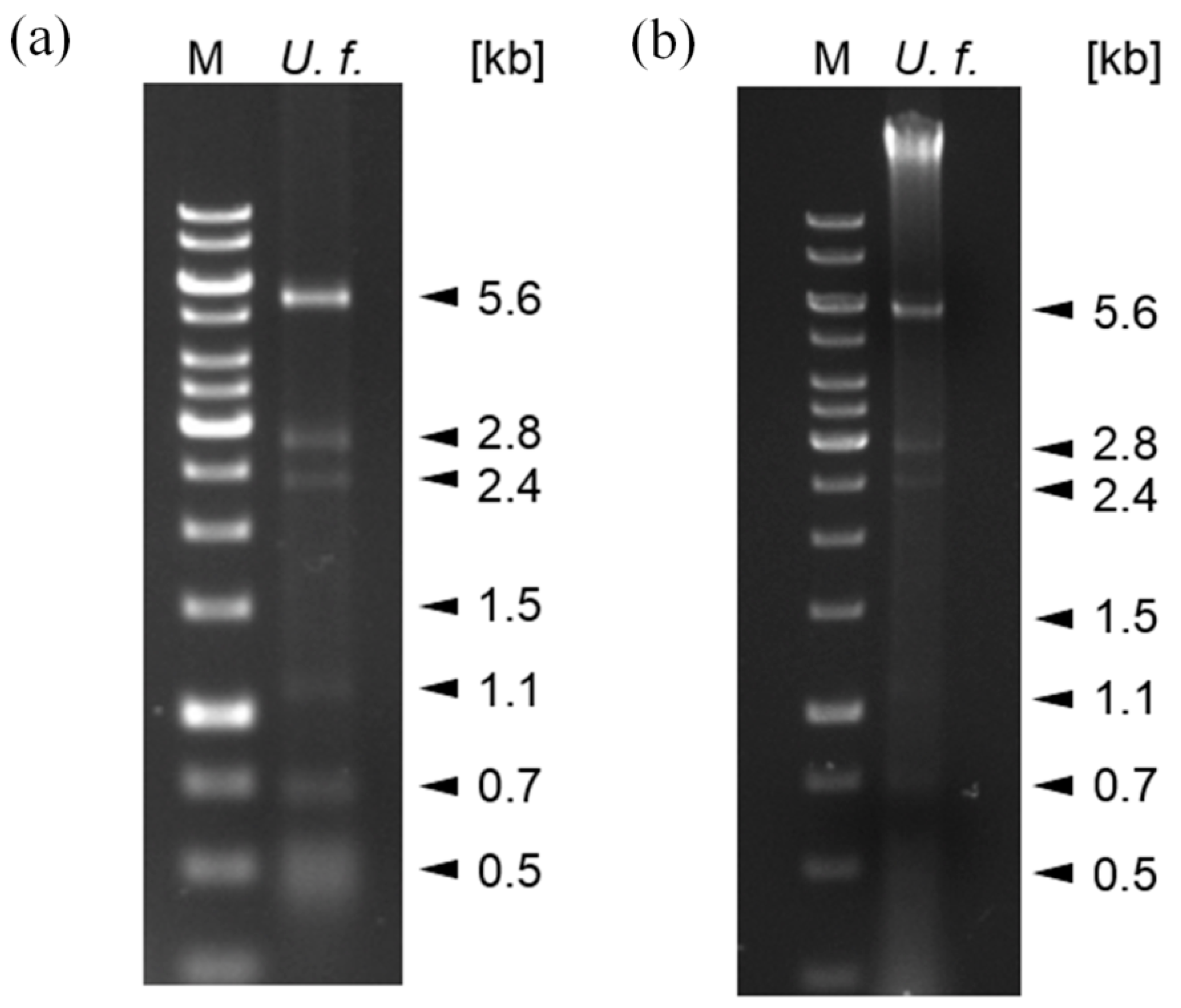 Viruses 15 01692 g001