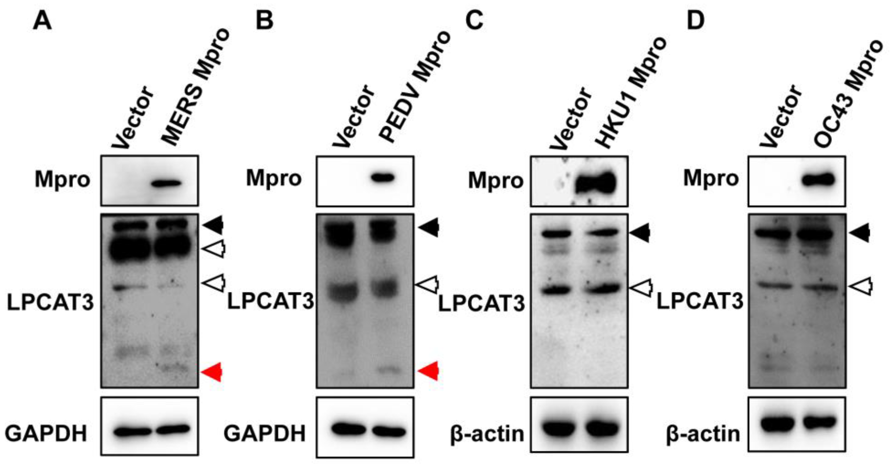 Viruses 15 01696 g003