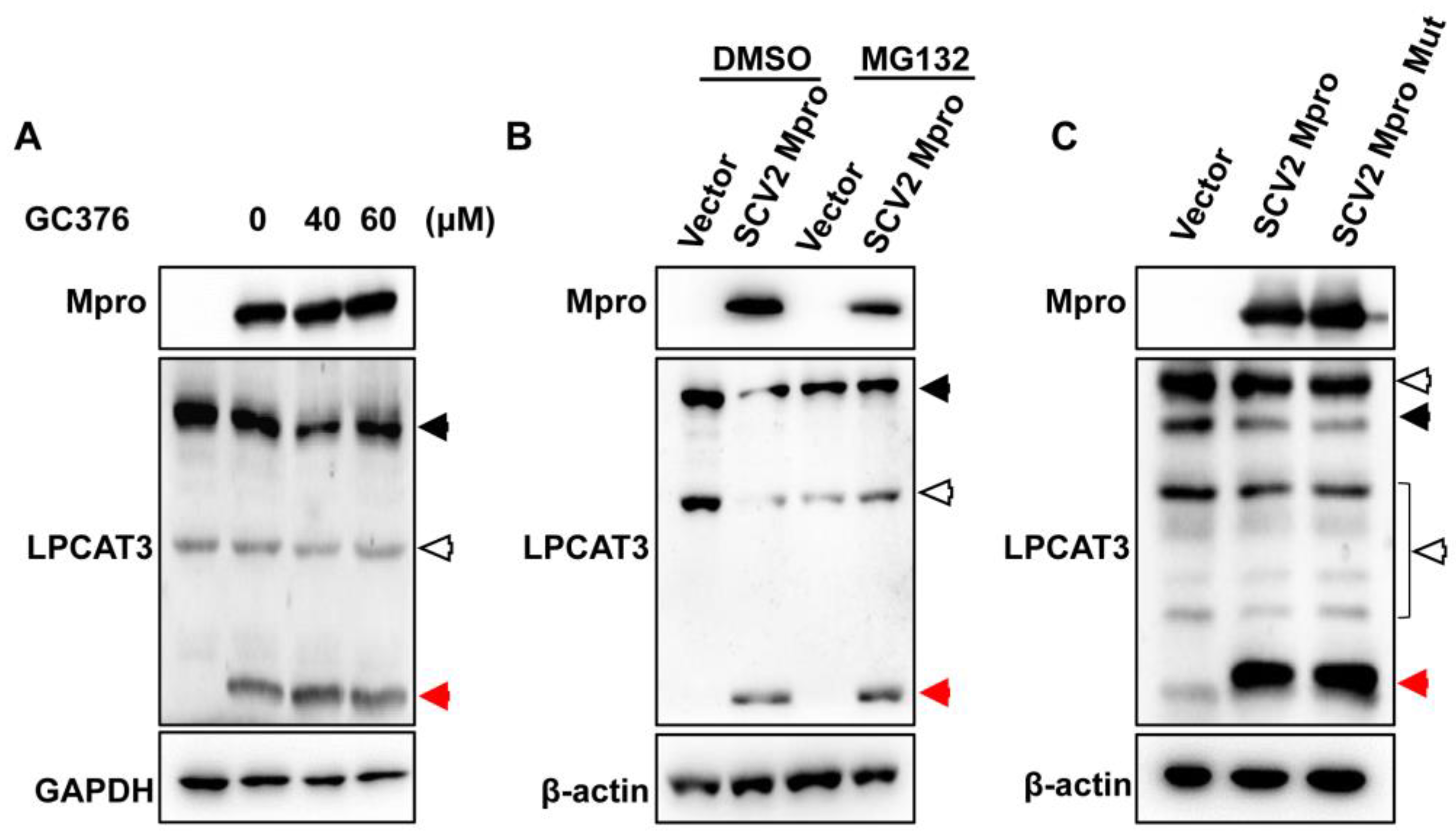 Viruses 15 01696 g004