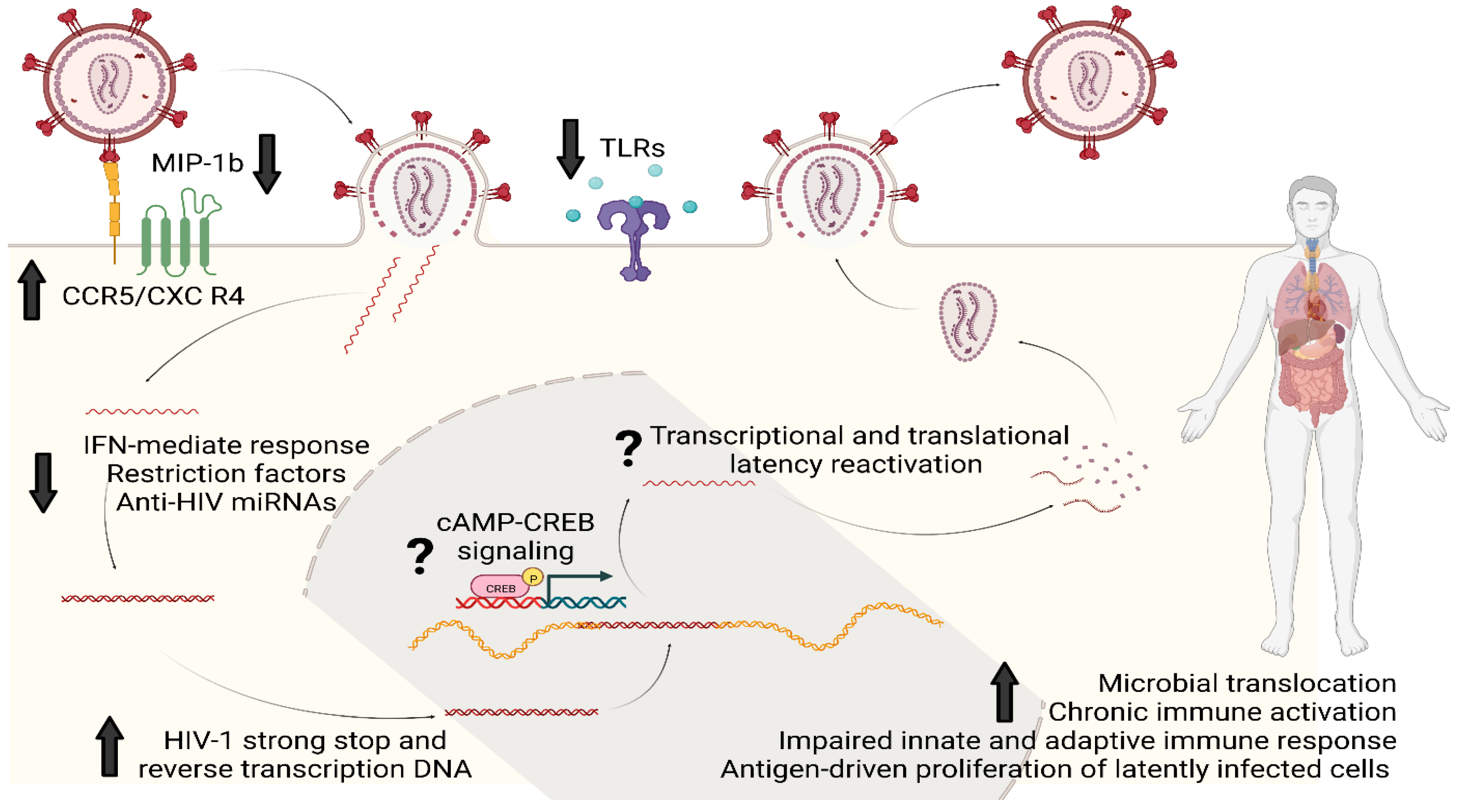 Viruses 15 01712 g002