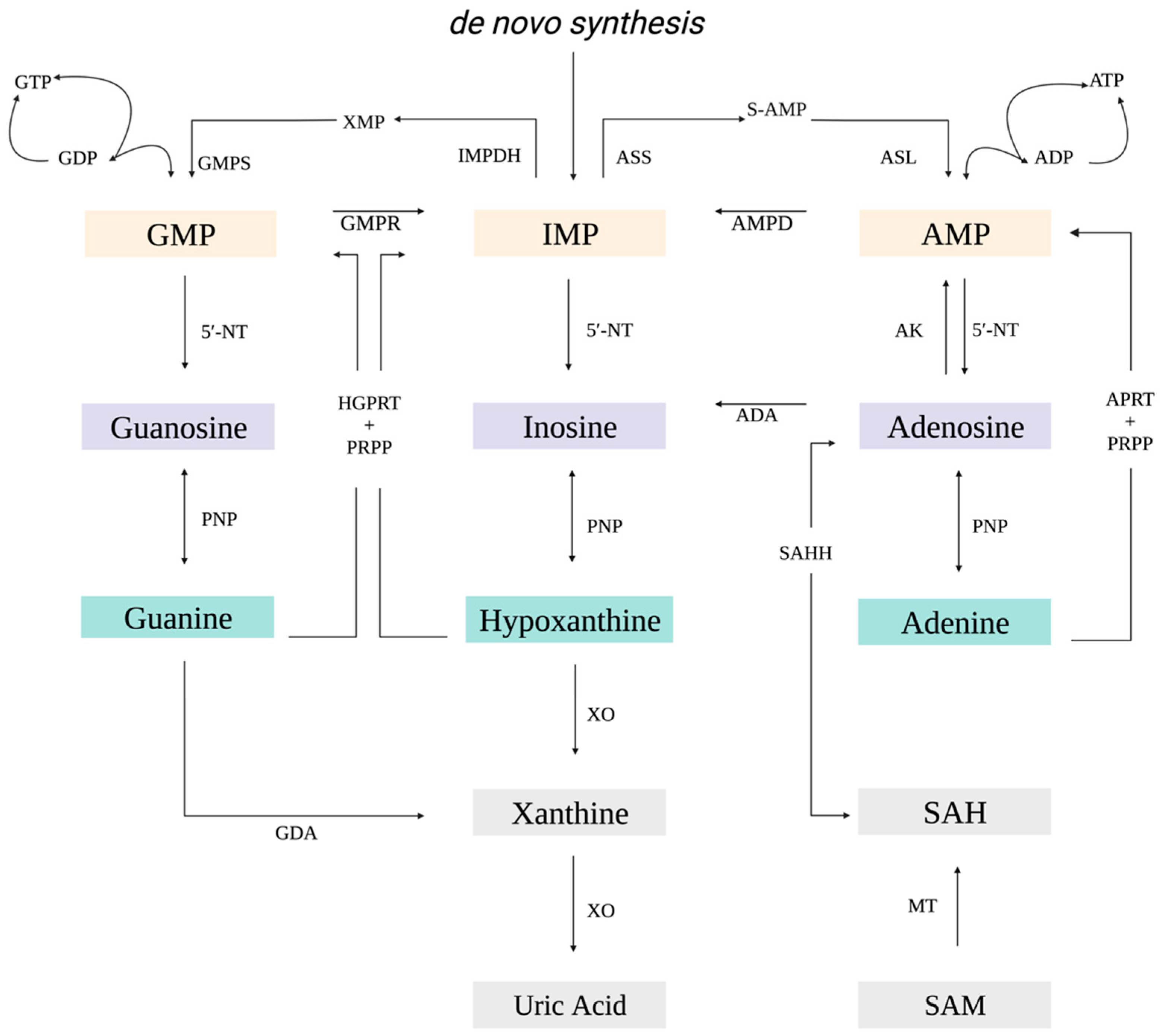 Viruses 15 01716 g001
