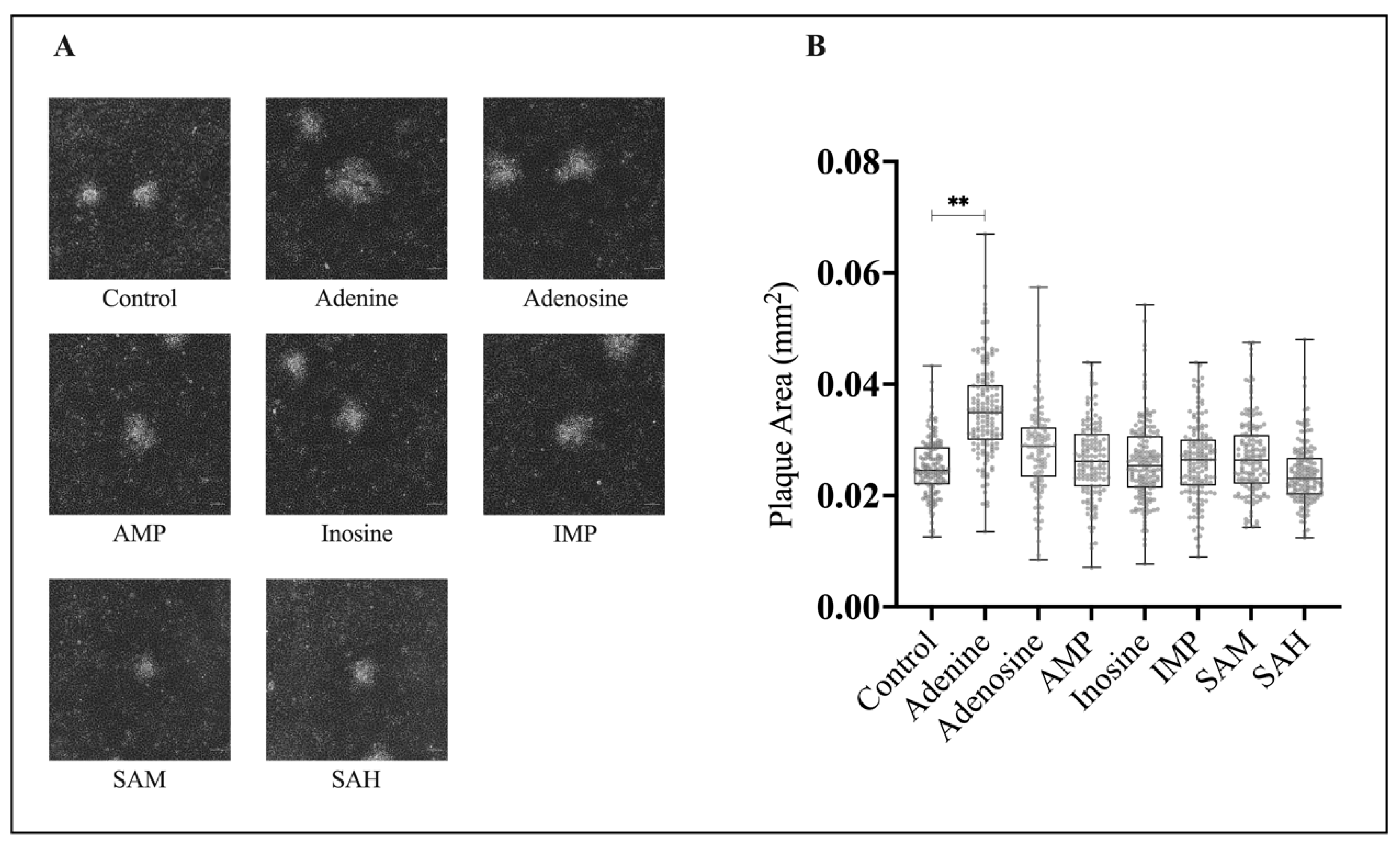 Viruses 15 01716 g003