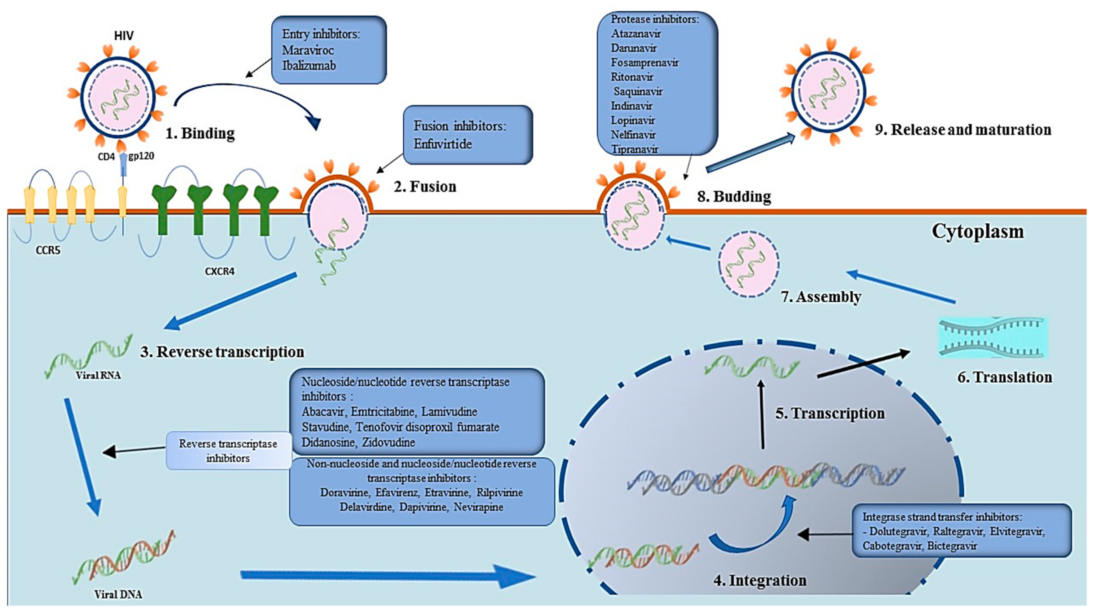 Viruses 15 01732 g002