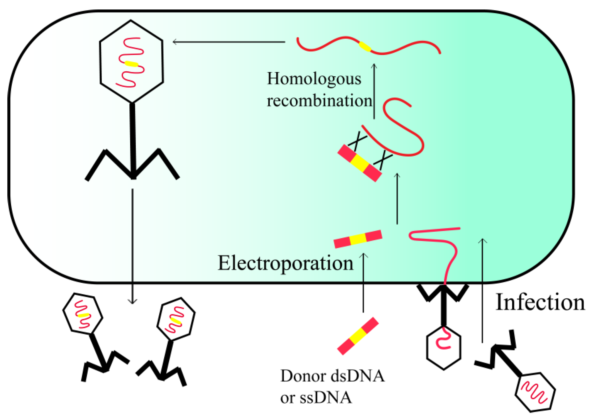Viruses 15 01736 g002