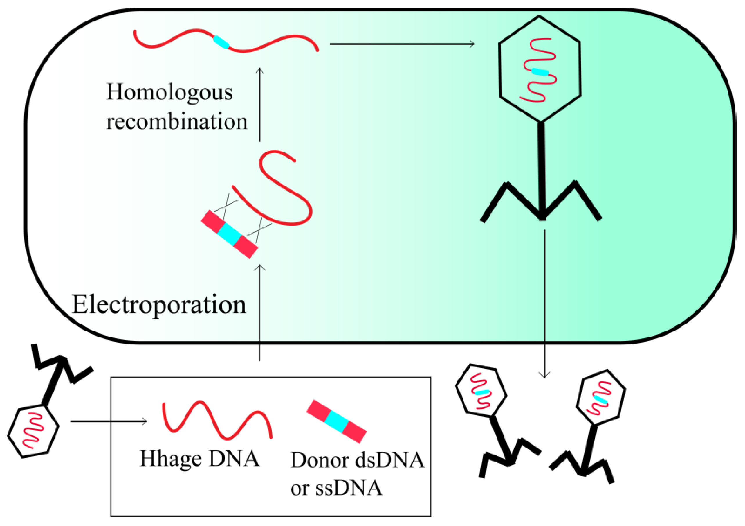 Viruses 15 01736 g003