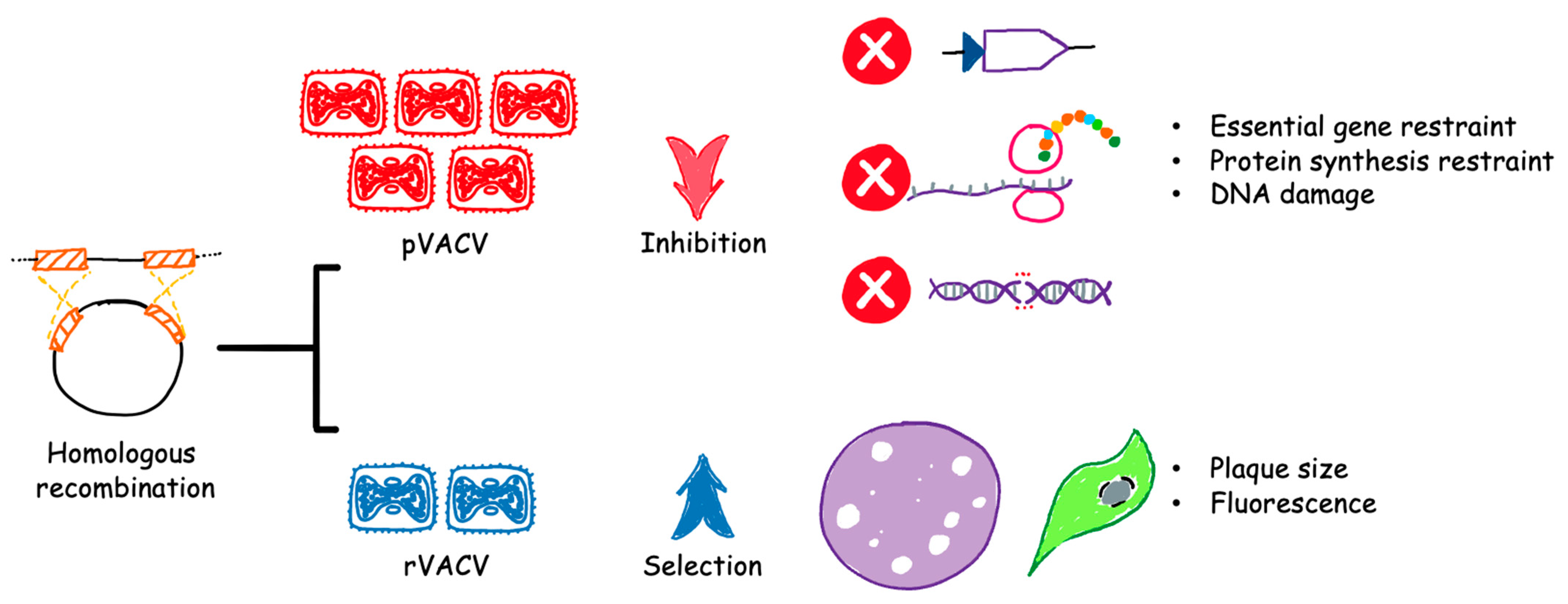 Viruses 15 01742 g002