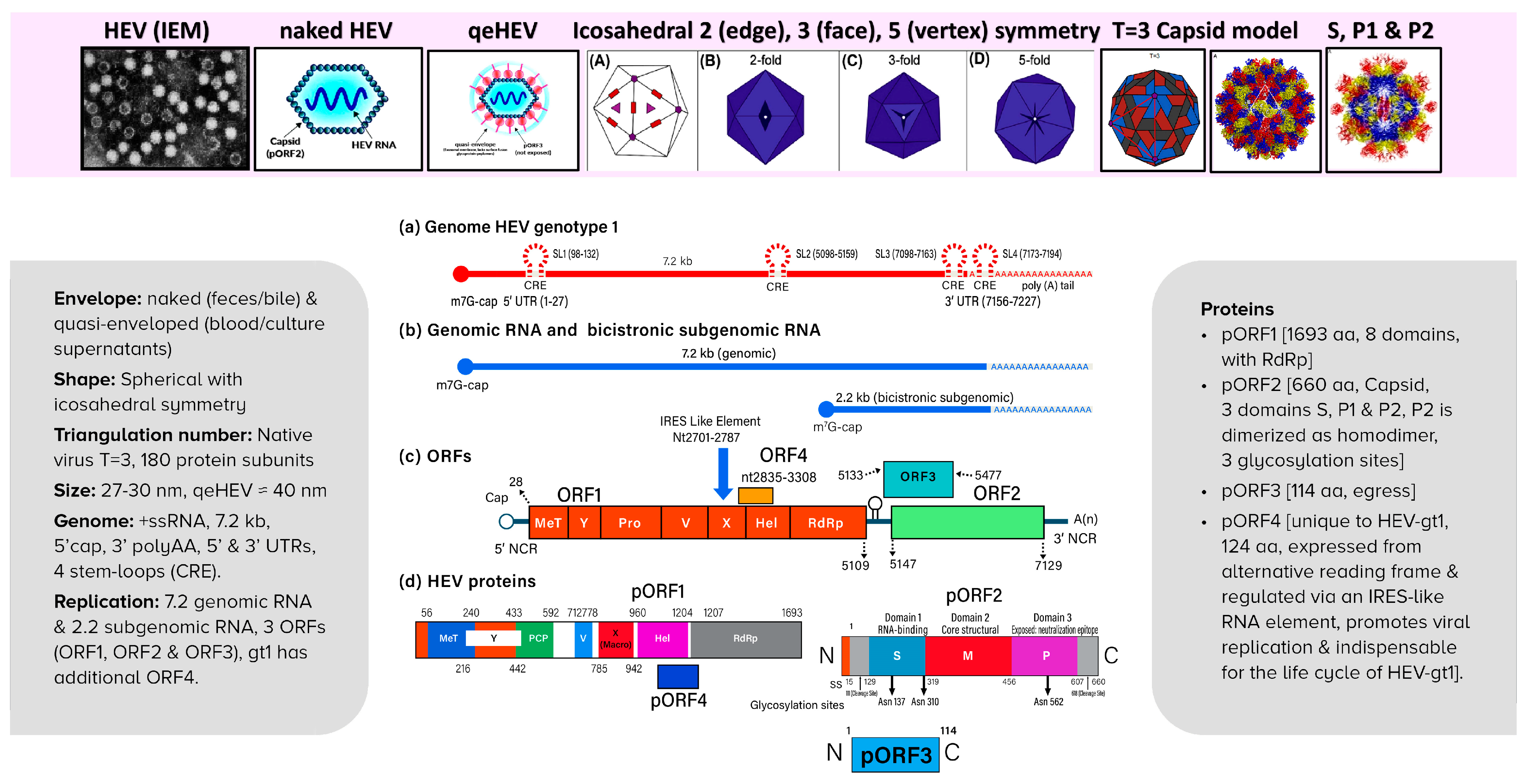 Viruses 15 01745 g006