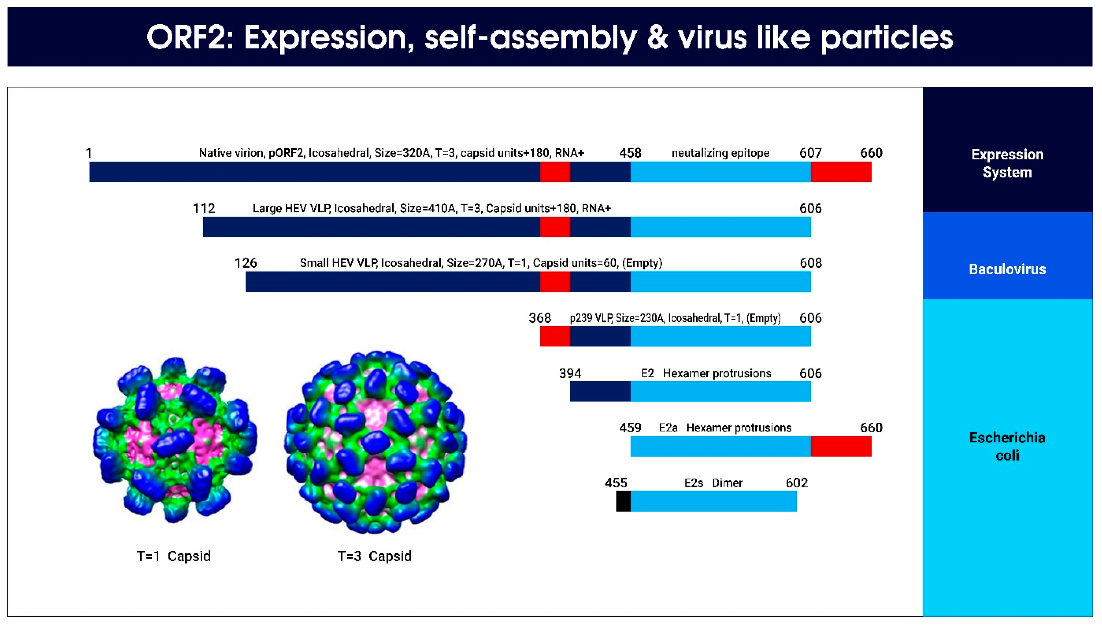 Viruses 15 01745 g010