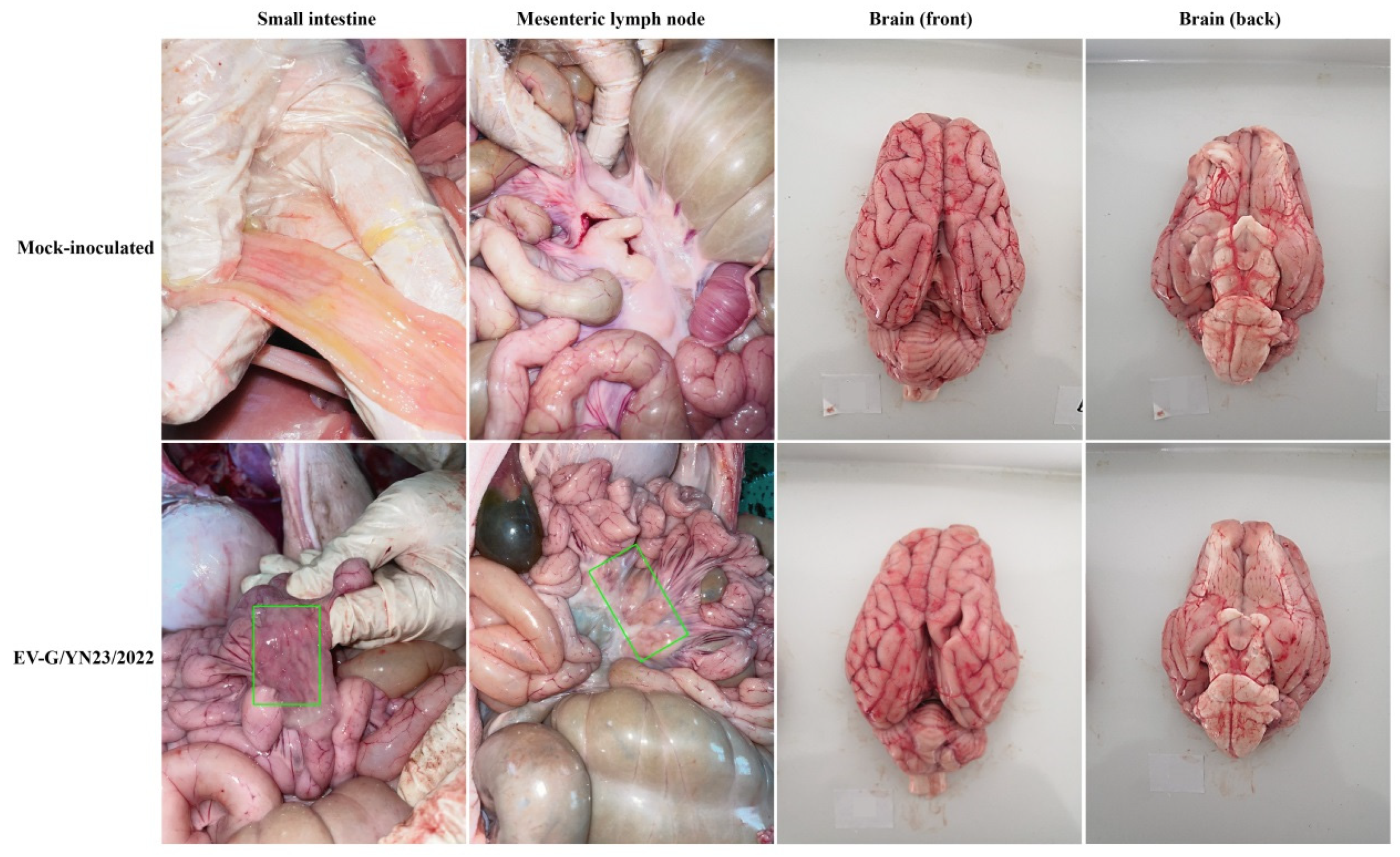 Viruses 15 01747 g005